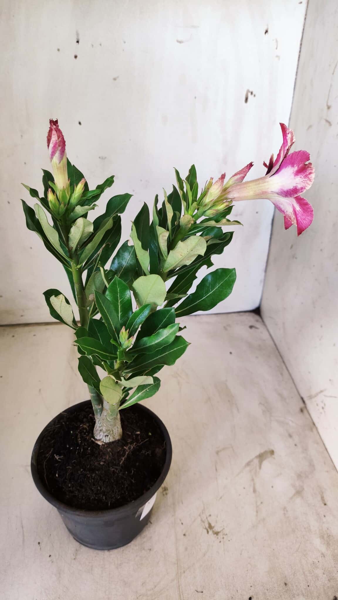 Planta Simples 2731 – 30cm – 02 anos