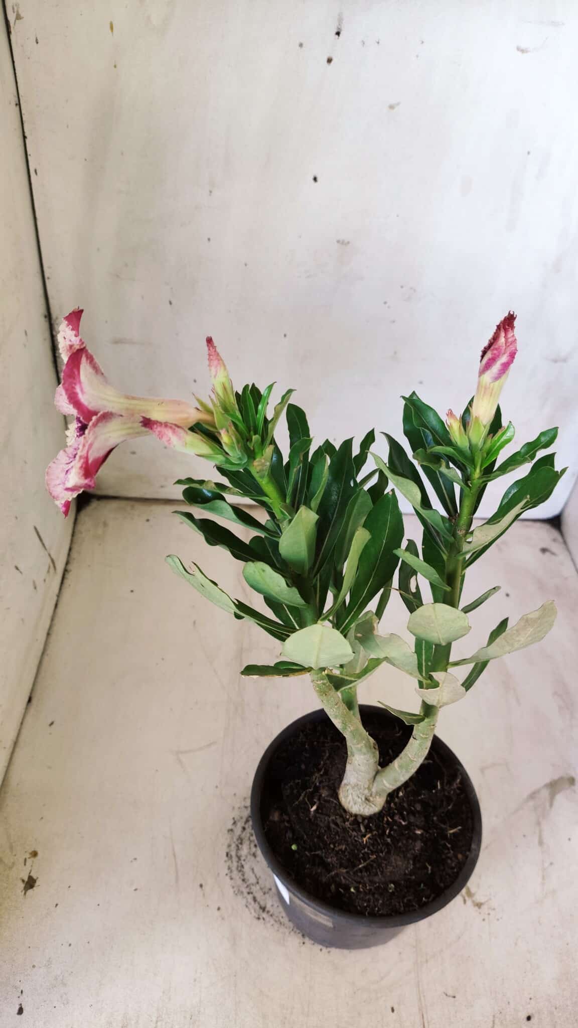 Planta Simples 2731 – 30cm – 02 anos