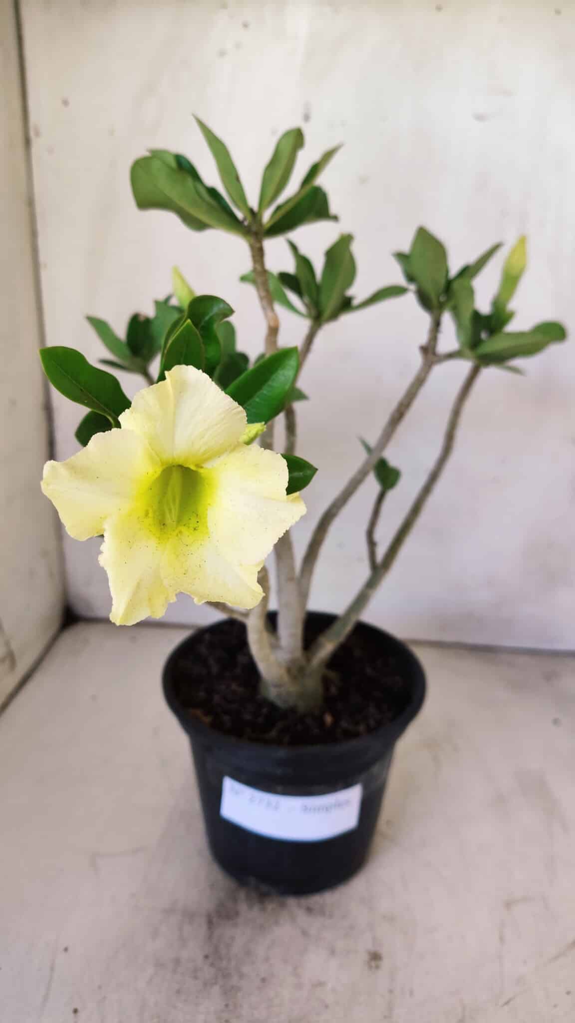 Planta Simples 2732 – 35cm – 03 anos