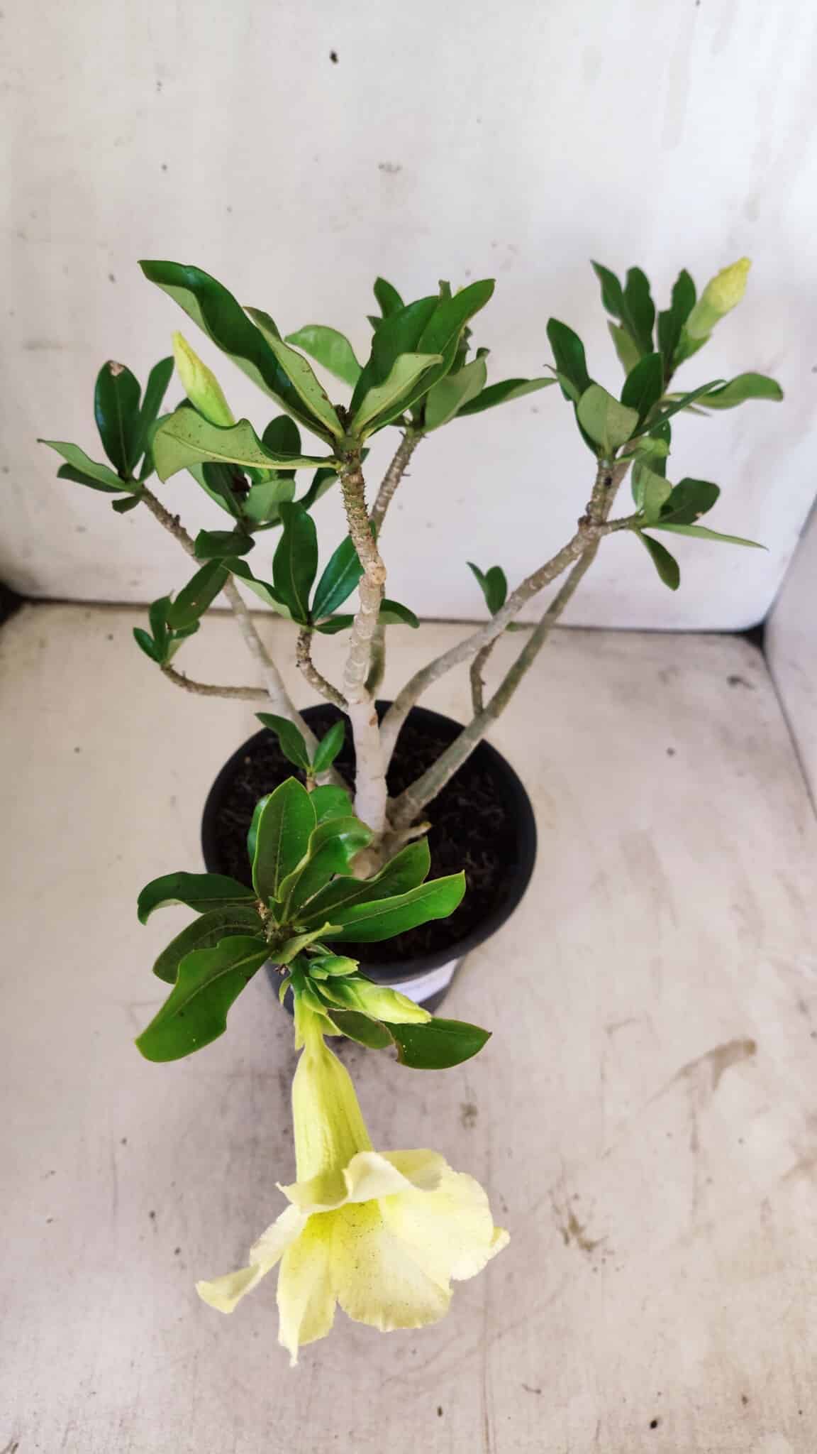 Planta Simples 2732 – 35cm – 03 anos