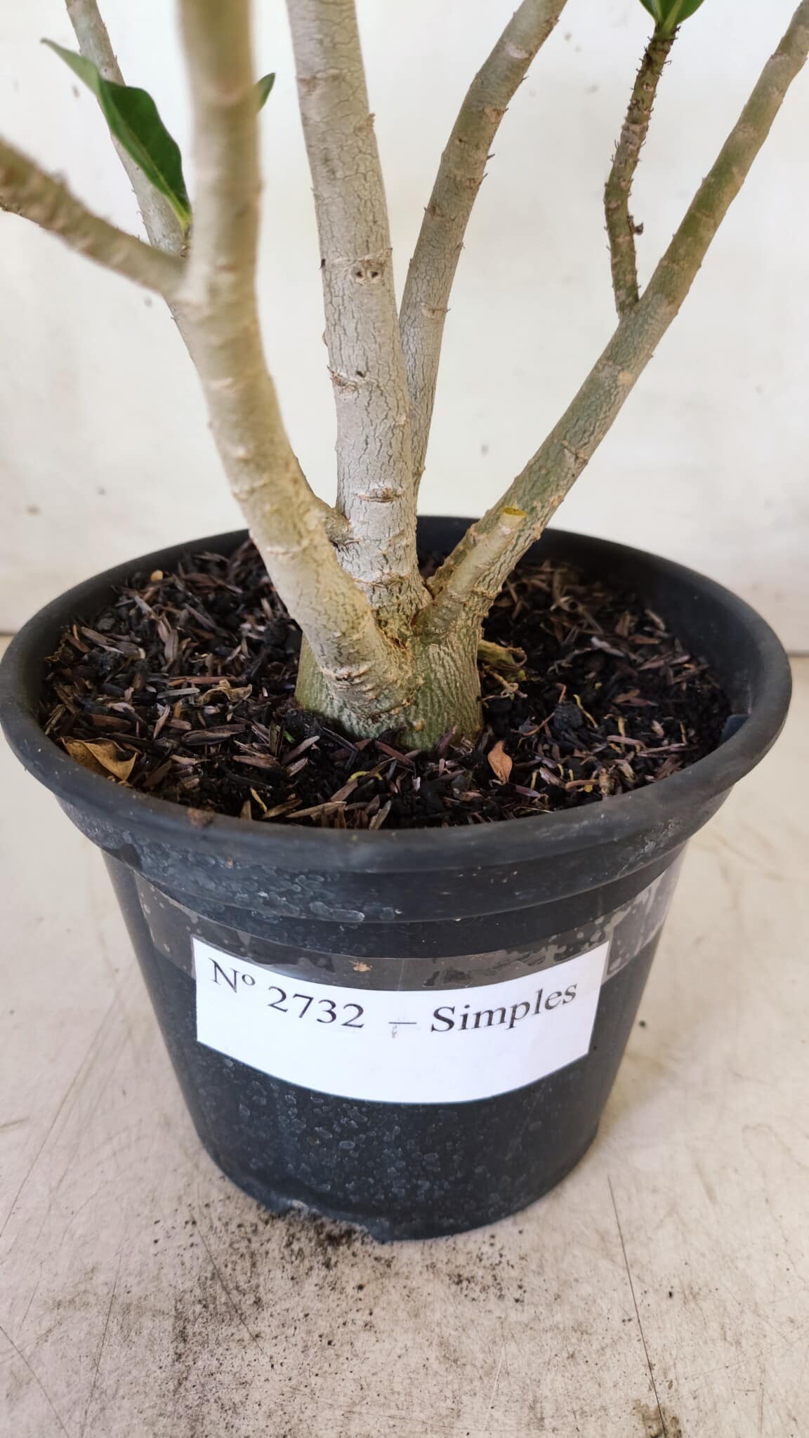 Planta Simples 2732 – 35cm – 03 anos