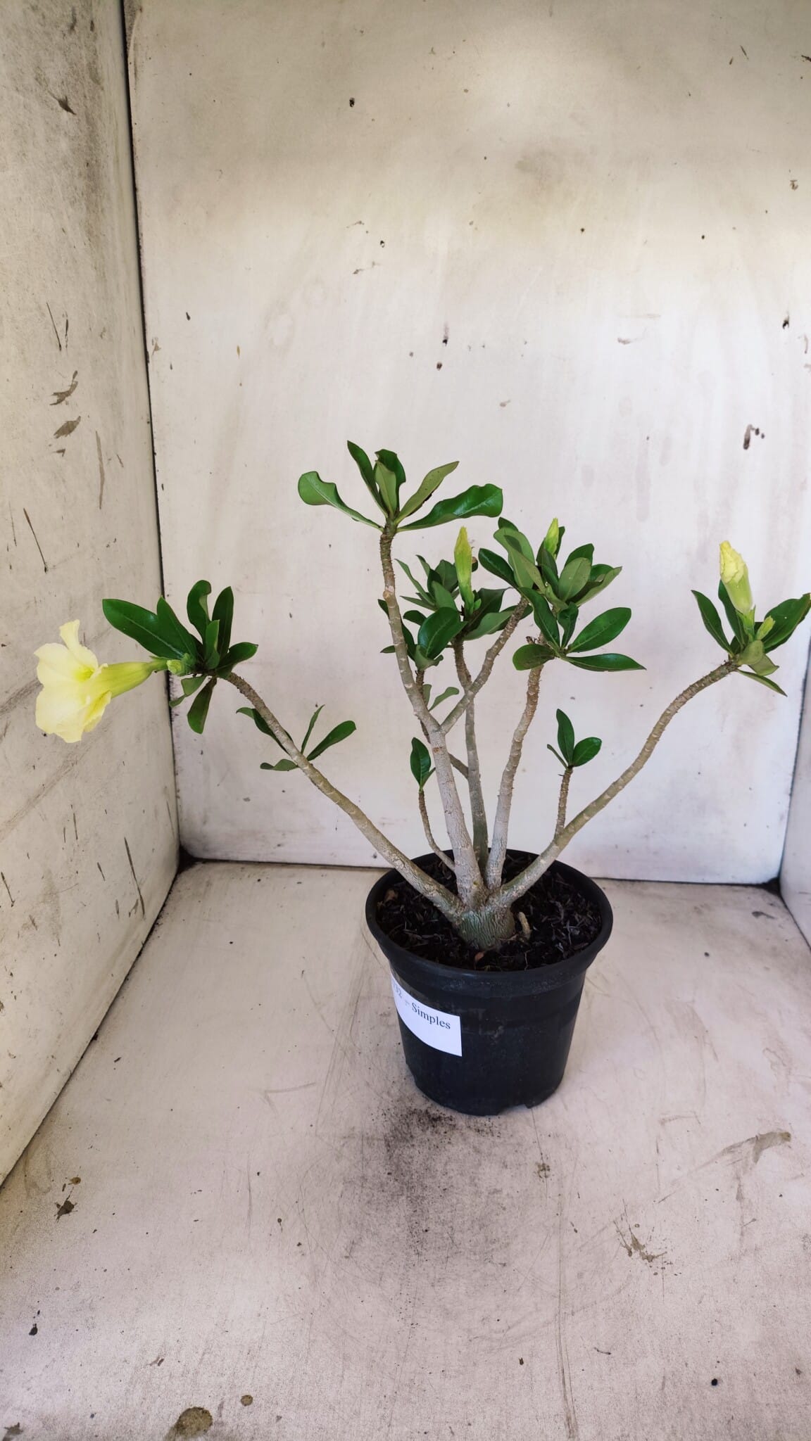 Planta Simples 2732 – 35cm – 03 anos