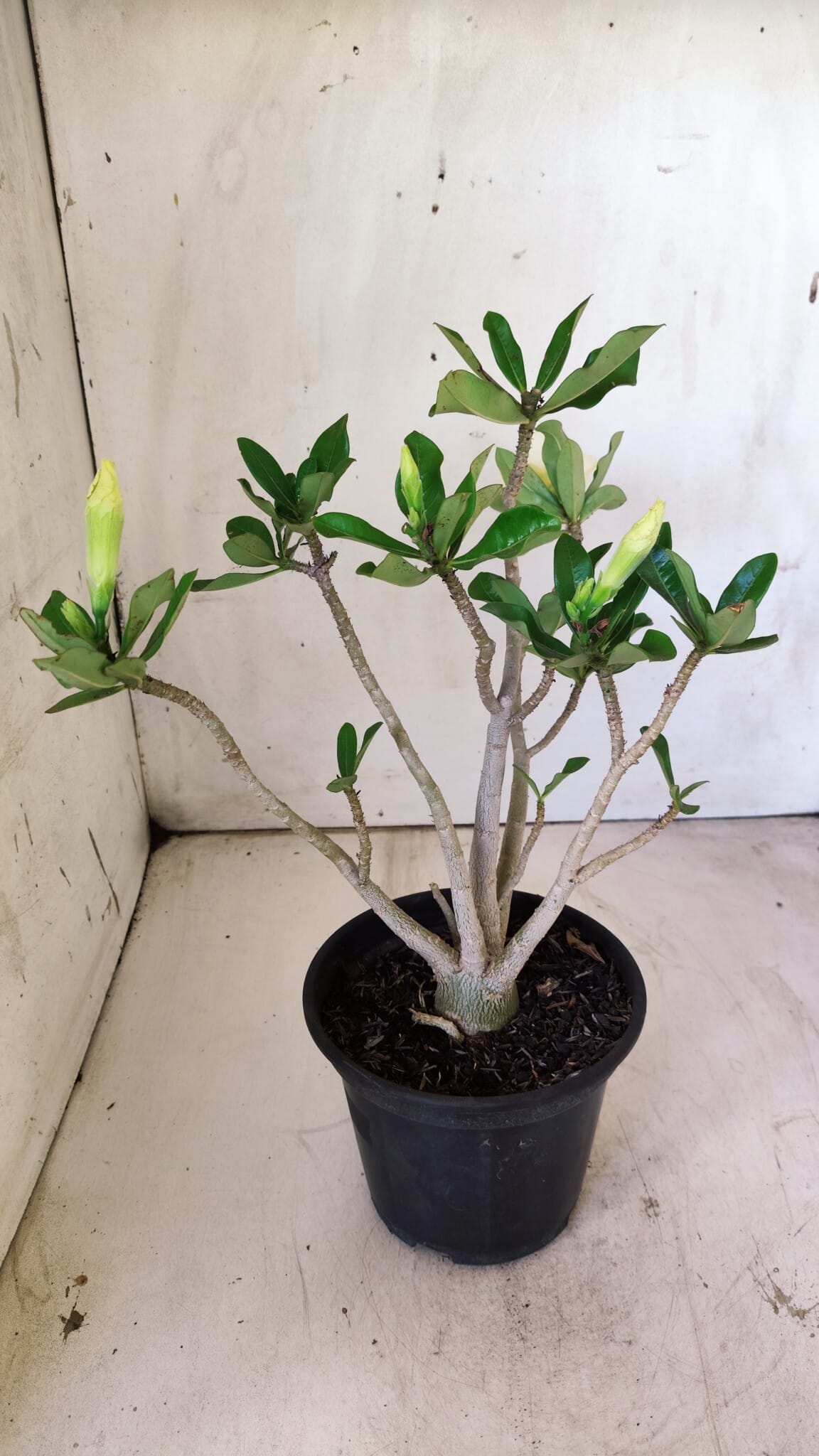 Planta Simples 2732 – 35cm – 03 anos