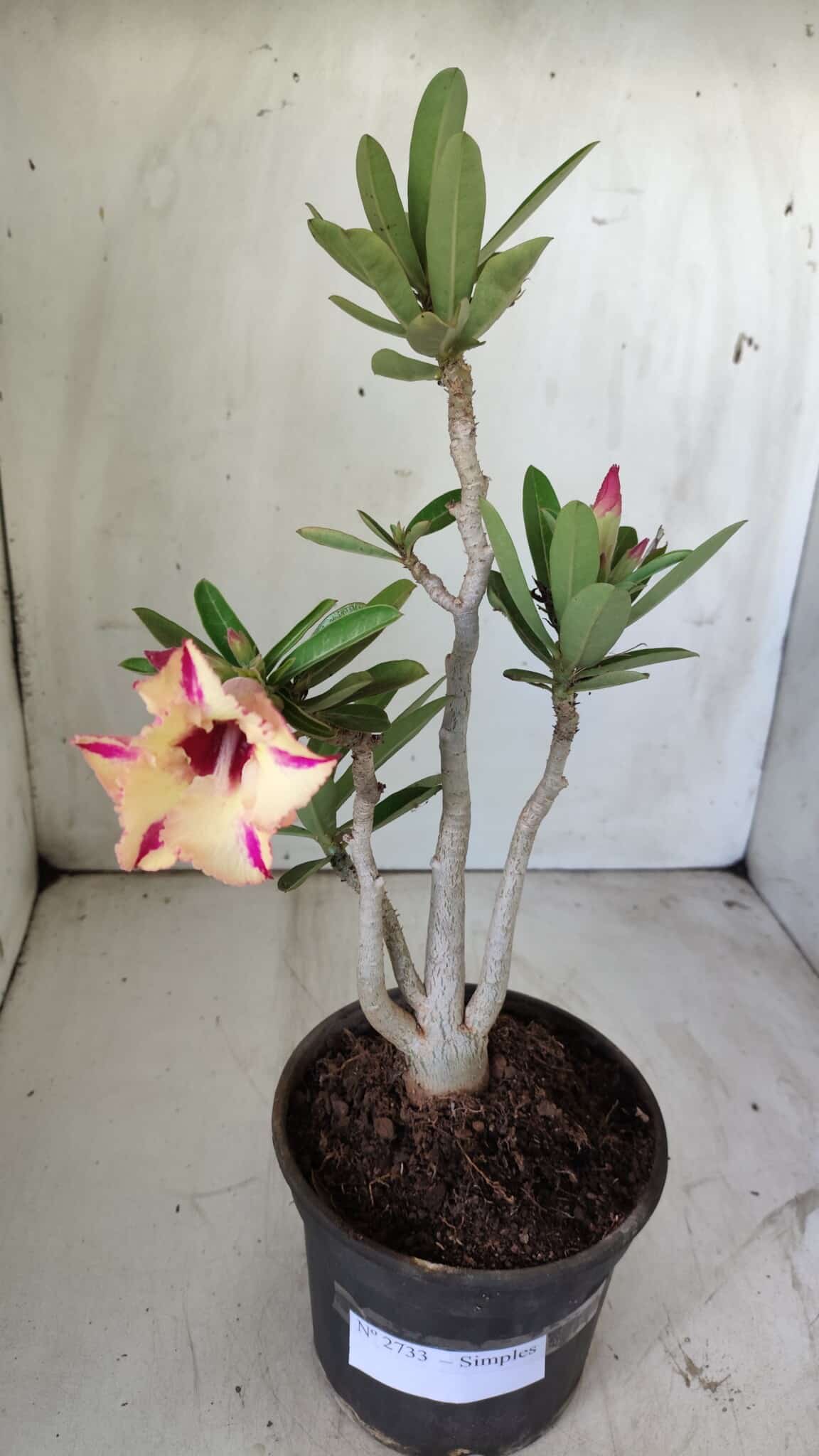 Planta Simples 2733 – 35cm – 03 anos