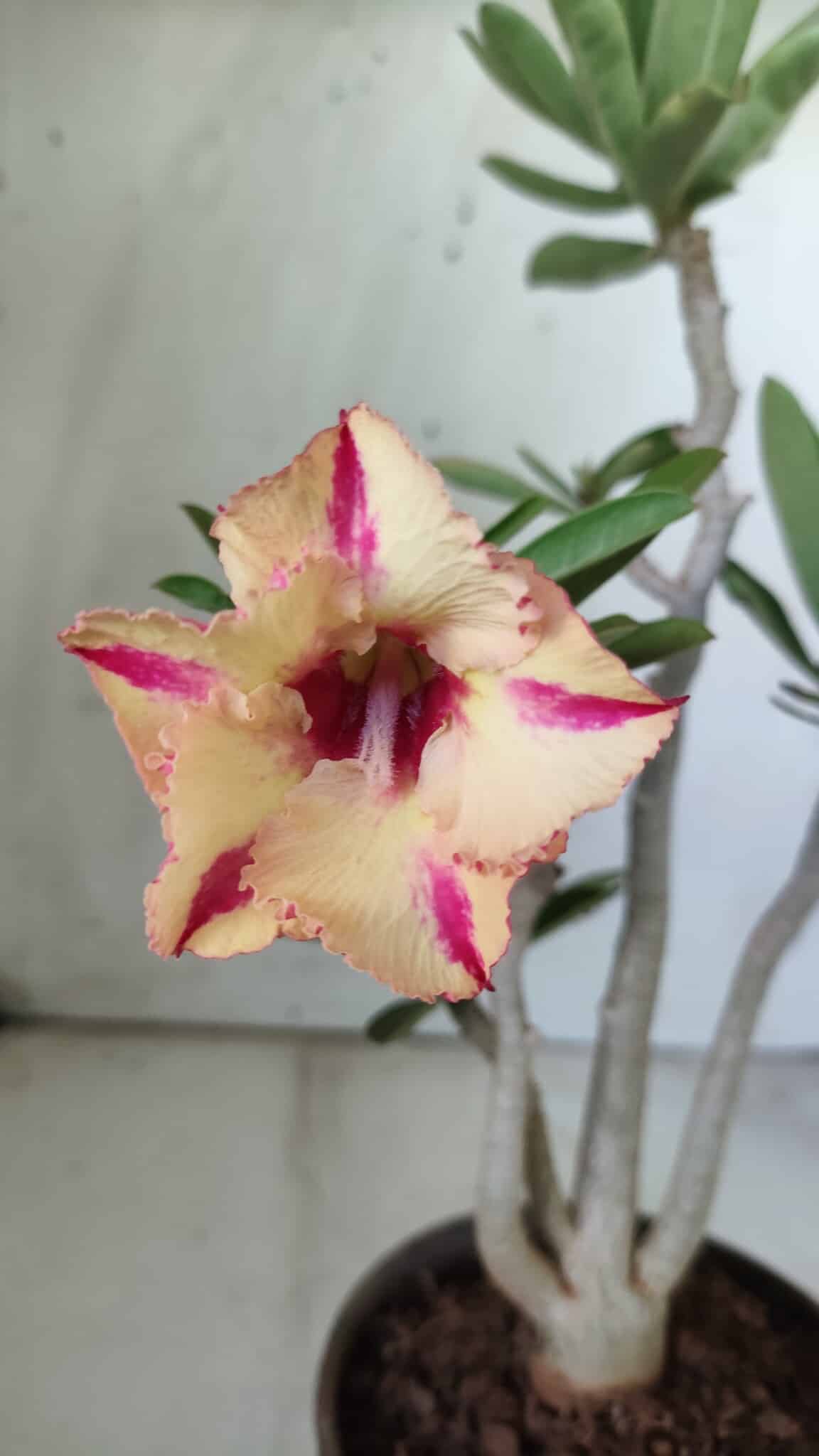 Planta Simples 2733 – 35cm – 03 anos