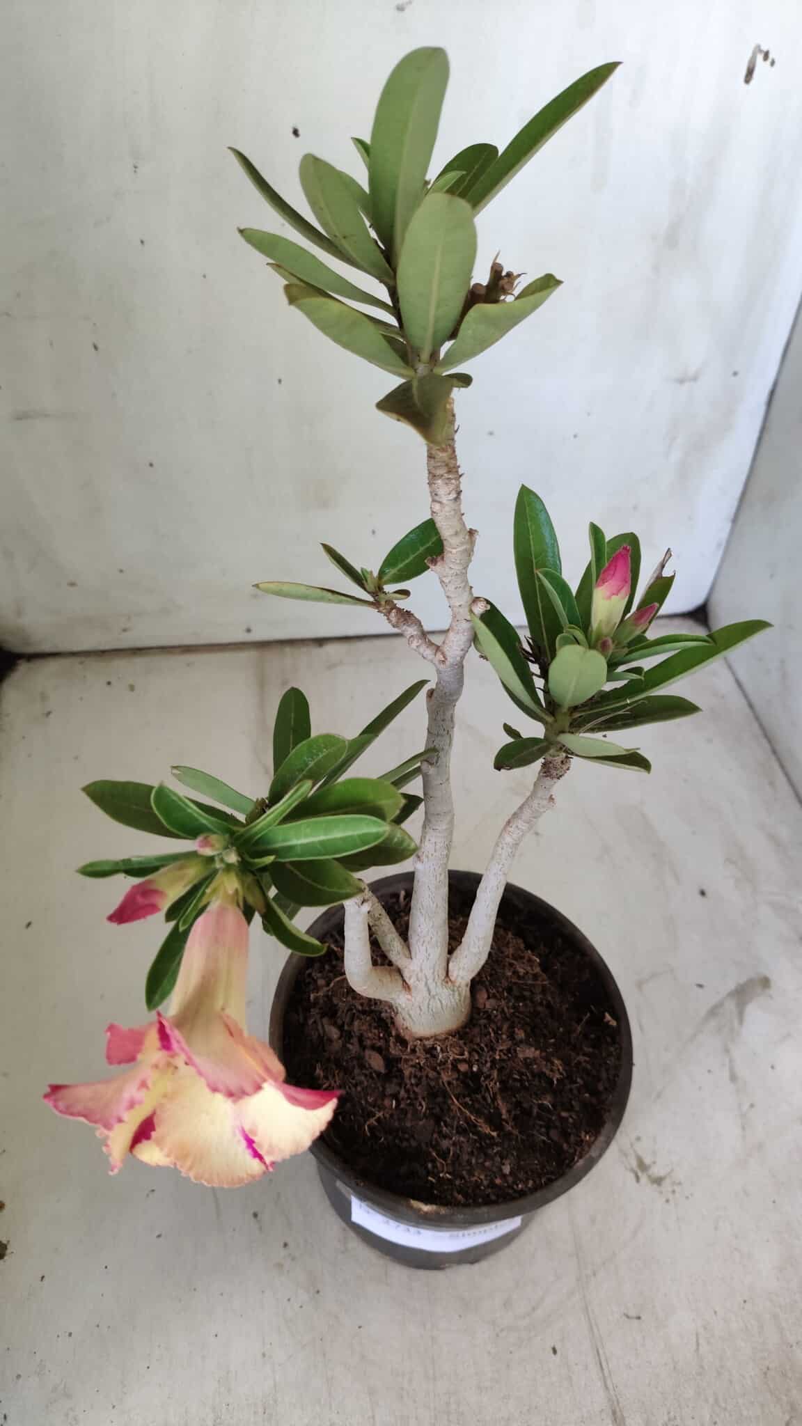 Planta Simples 2733 – 35cm – 03 anos