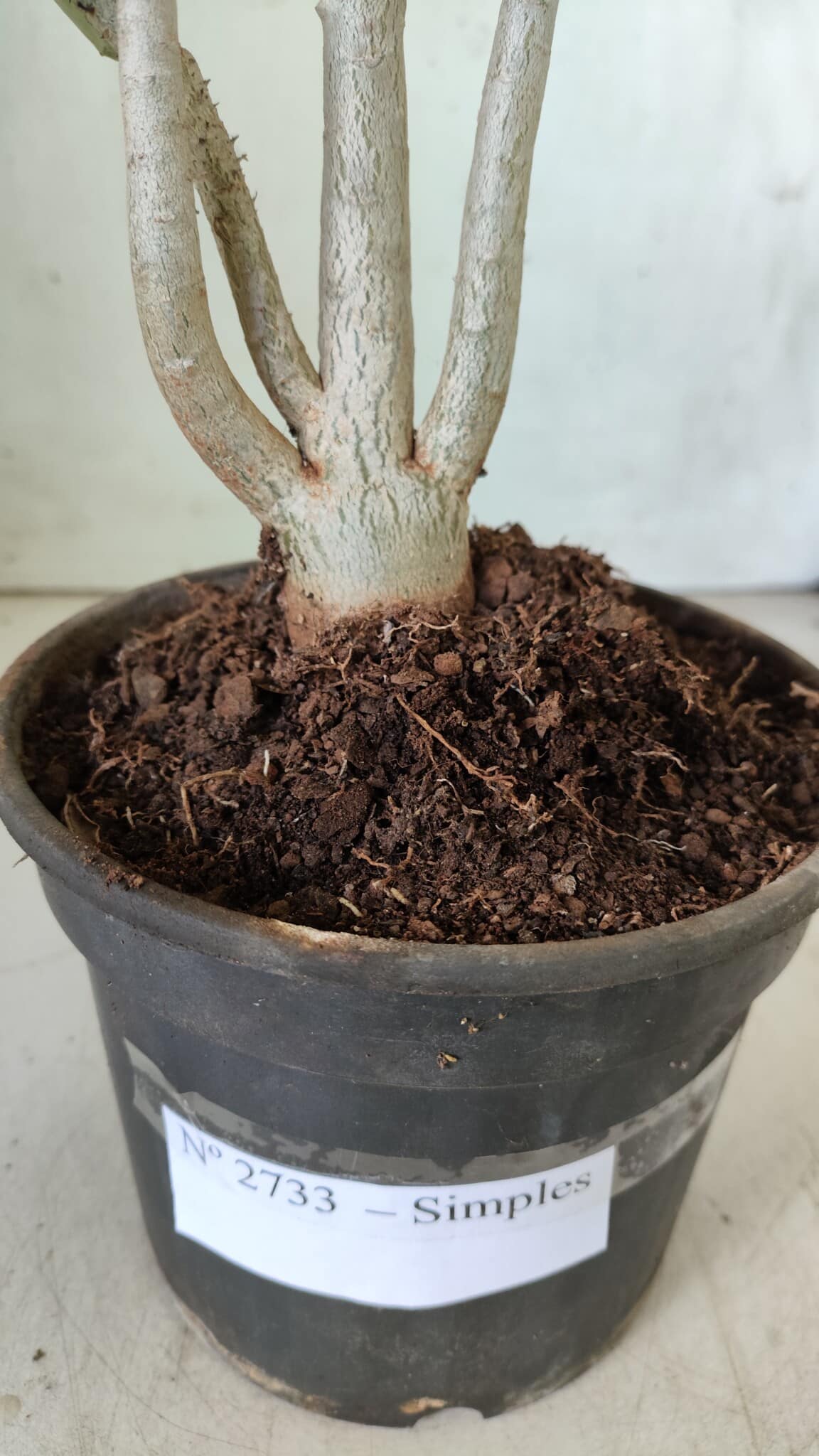 Planta Simples 2733 – 35cm – 03 anos