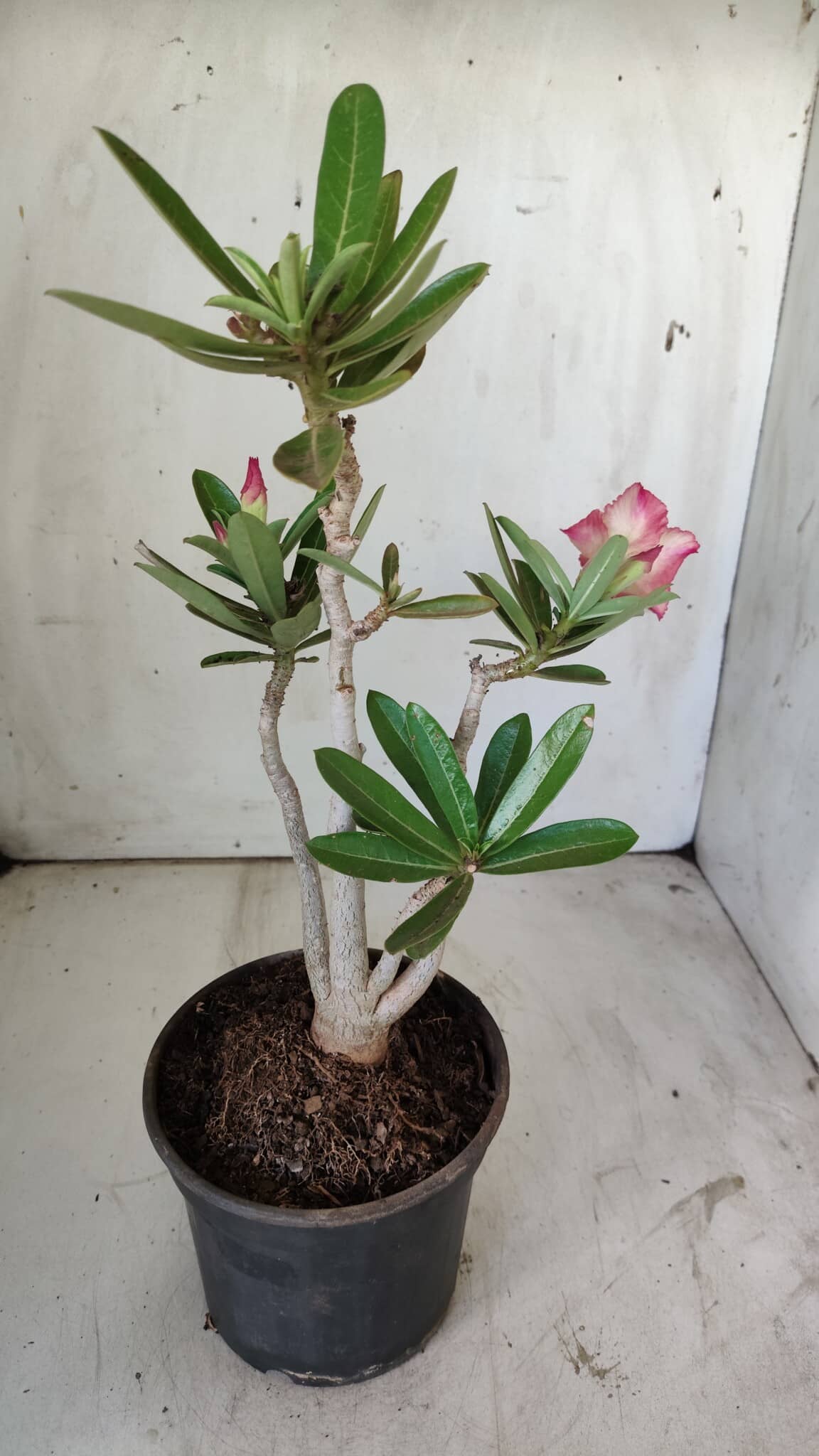 Planta Simples 2733 – 35cm – 03 anos