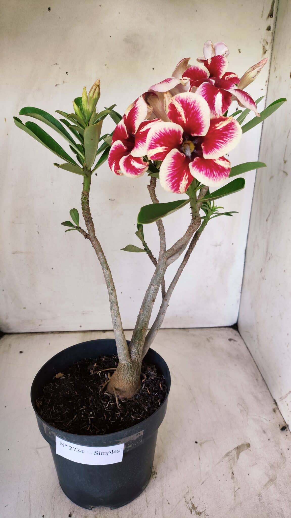Planta Simples 2734 – 40cm – 03 anos