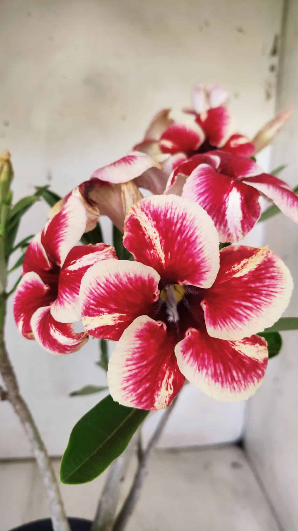 Planta Simples 2734 – 40cm – 03 anos