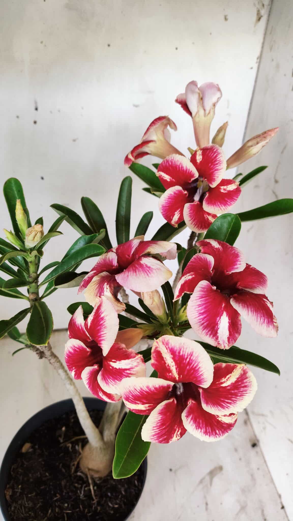 Planta Simples 2734 – 40cm – 03 anos