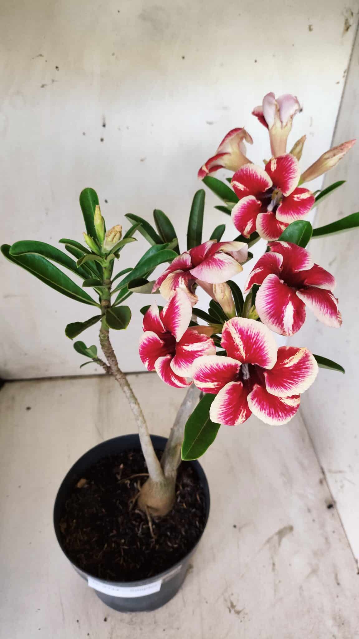 Planta Simples 2734 – 40cm – 03 anos