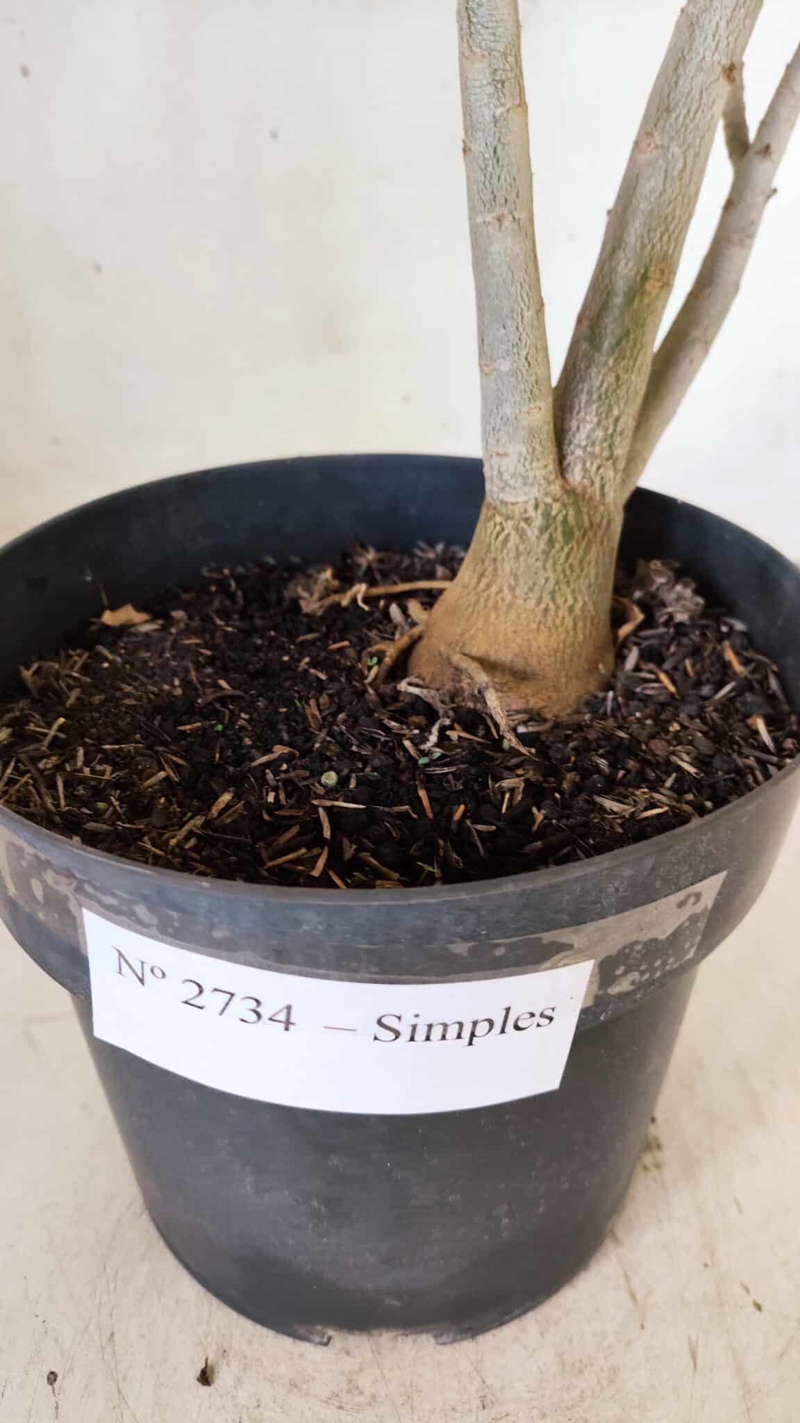Planta Simples 2734 – 40cm – 03 anos