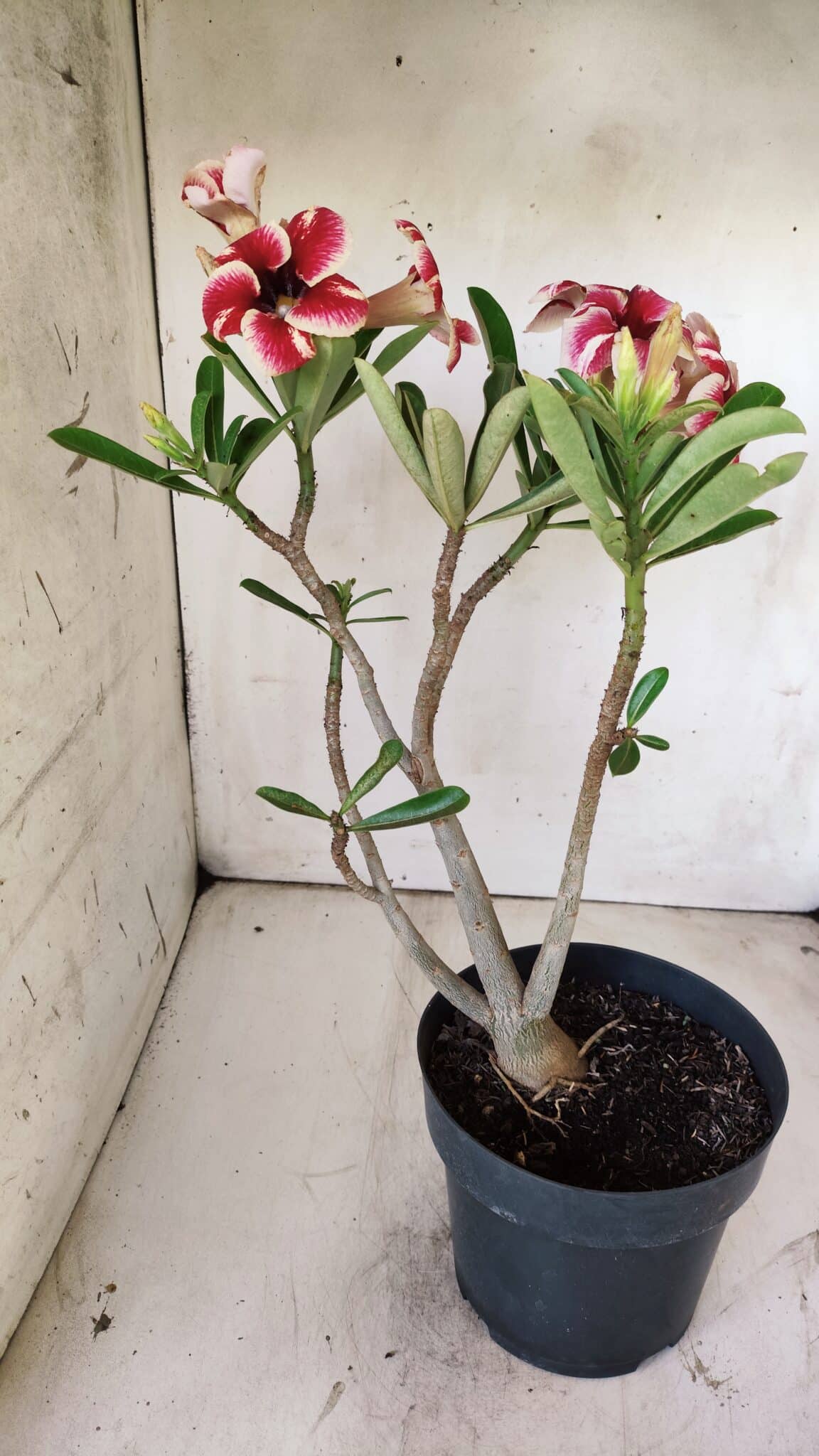 Planta Simples 2734 – 40cm – 03 anos