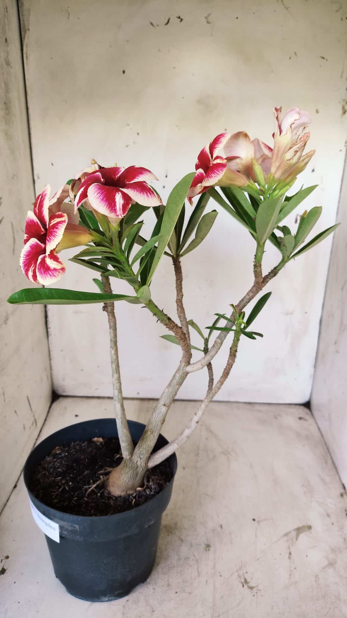 Planta Simples 2734 – 40cm – 03 anos