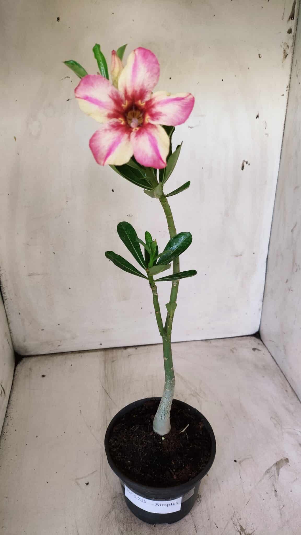 Planta Simples 2735 – 30cm – 02 anos