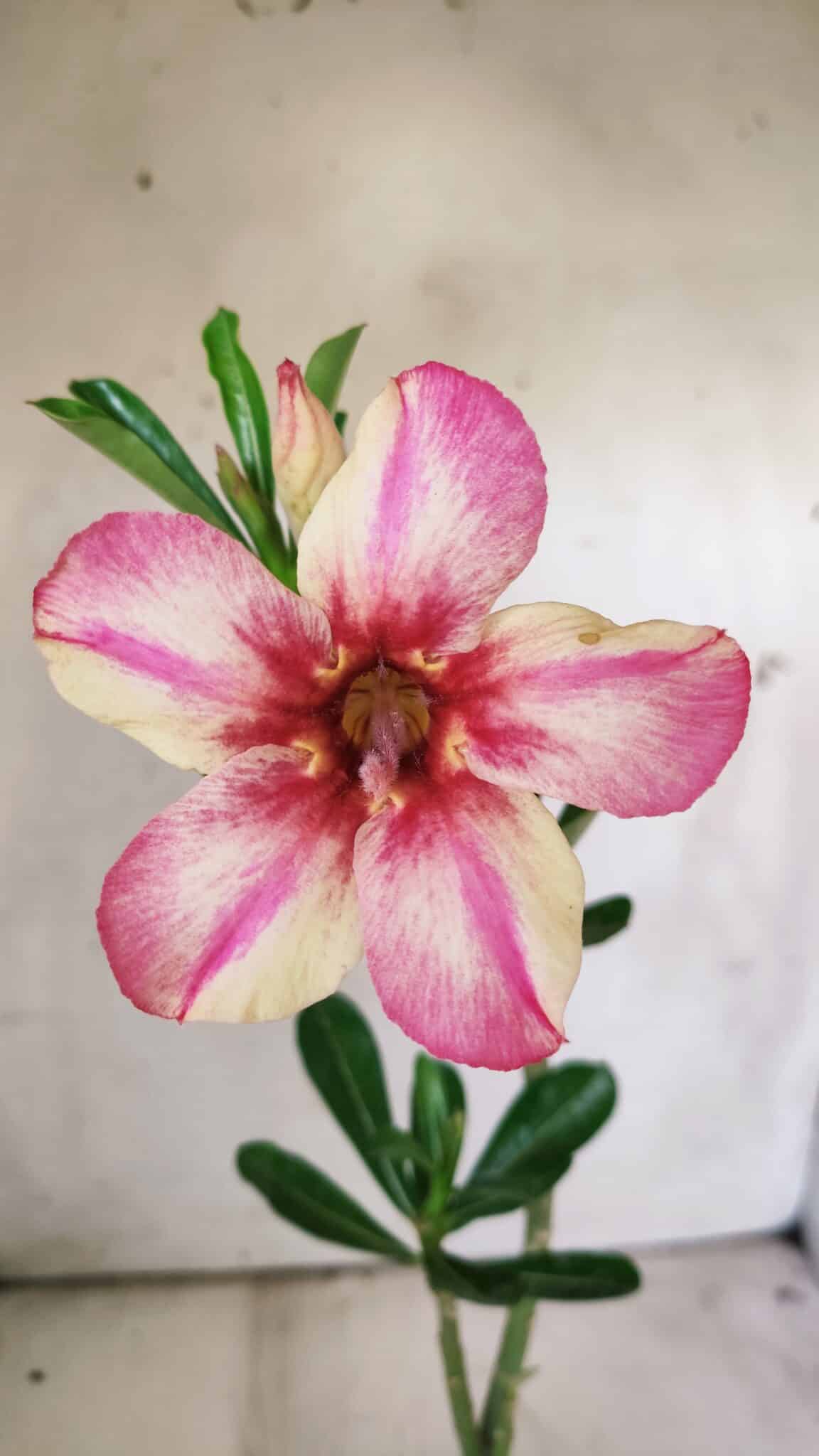 Planta Simples 2735 – 30cm – 02 anos