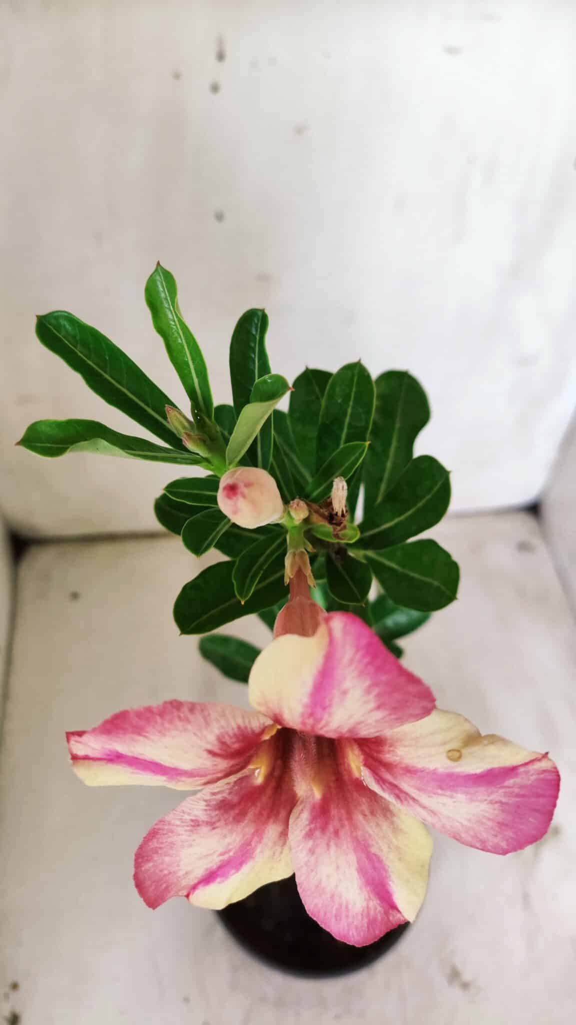 Planta Simples 2735 – 30cm – 02 anos