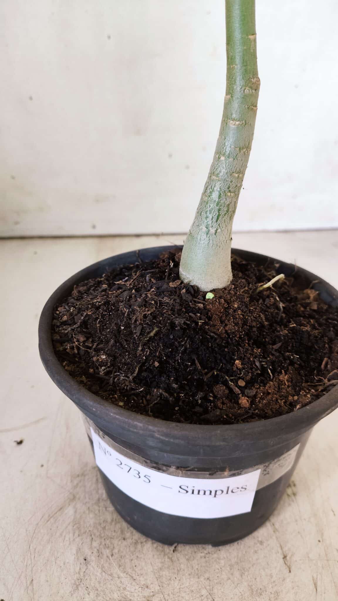 Planta Simples 2735 – 30cm – 02 anos