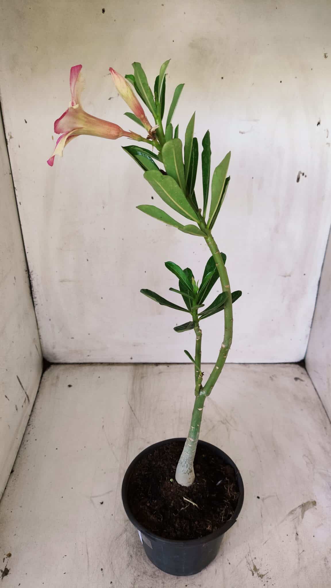 Planta Simples 2735 – 30cm – 02 anos