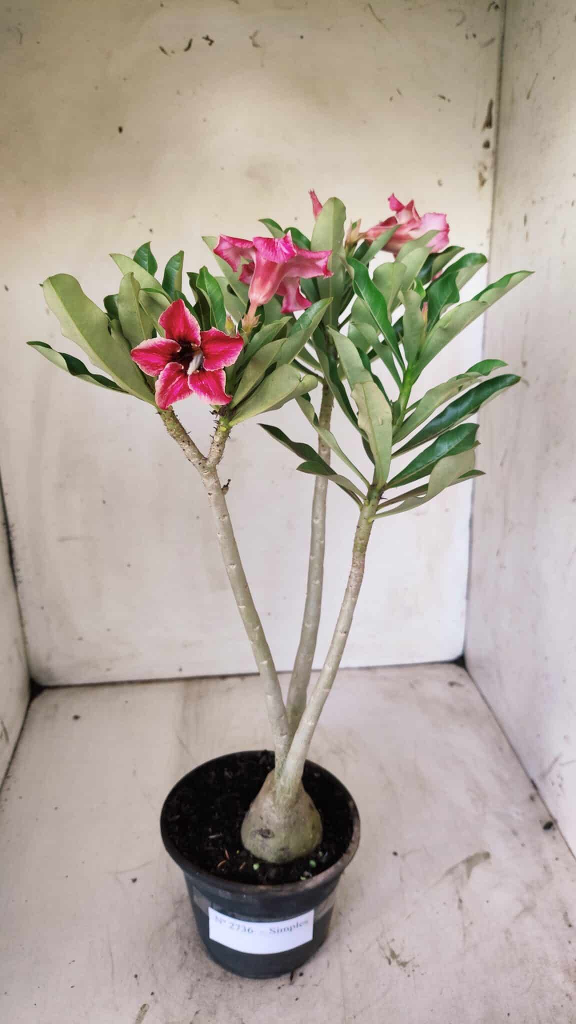 Planta Simples 2736 – 35cm – 03 anos