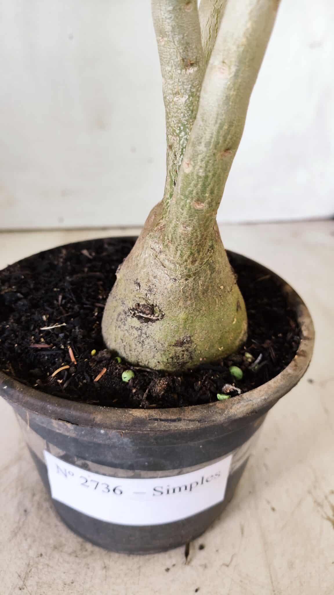 Planta Simples 2736 – 35cm – 03 anos