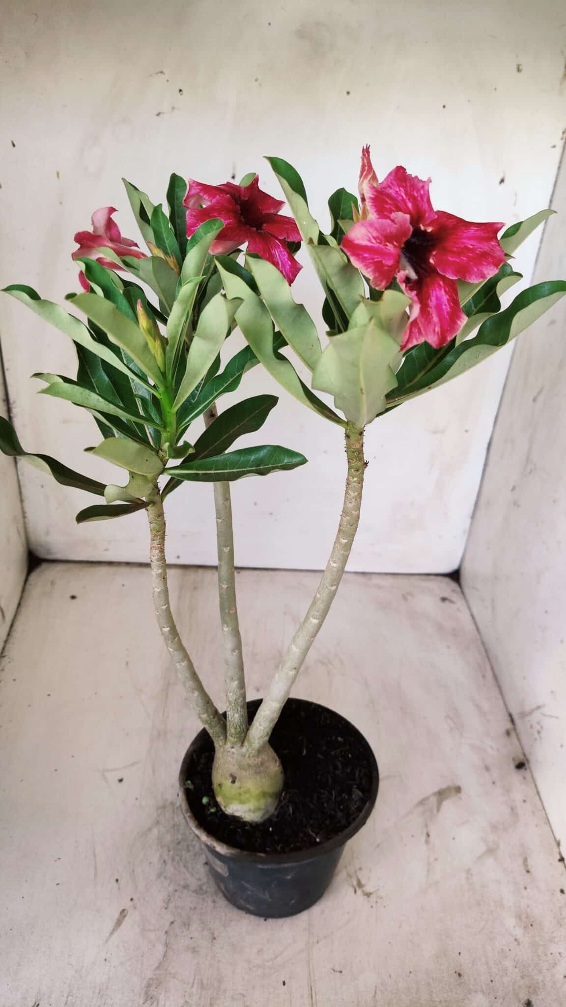 Planta Simples 2736 – 35cm – 03 anos