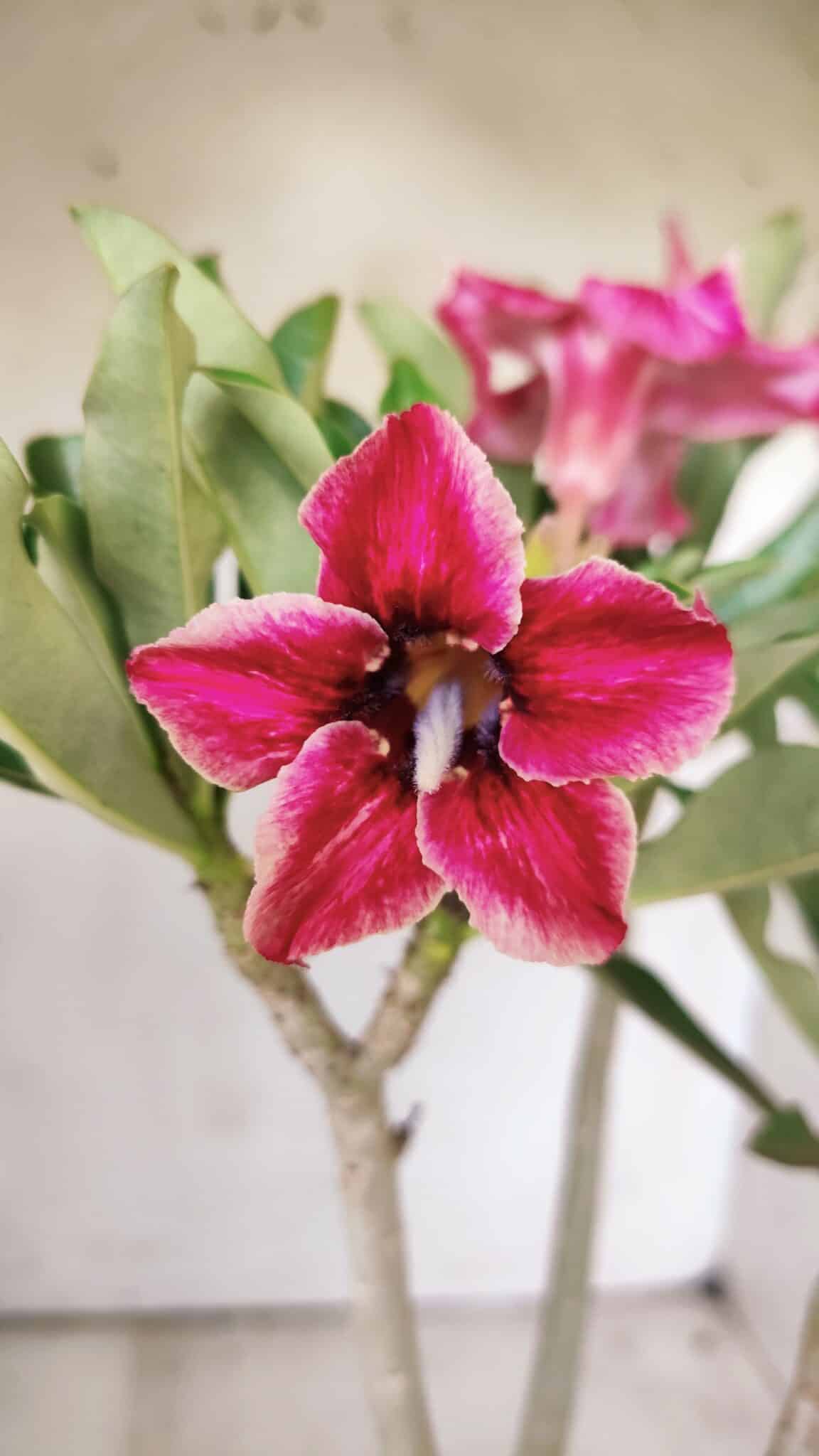 Planta Simples 2736 – 35cm – 03 anos
