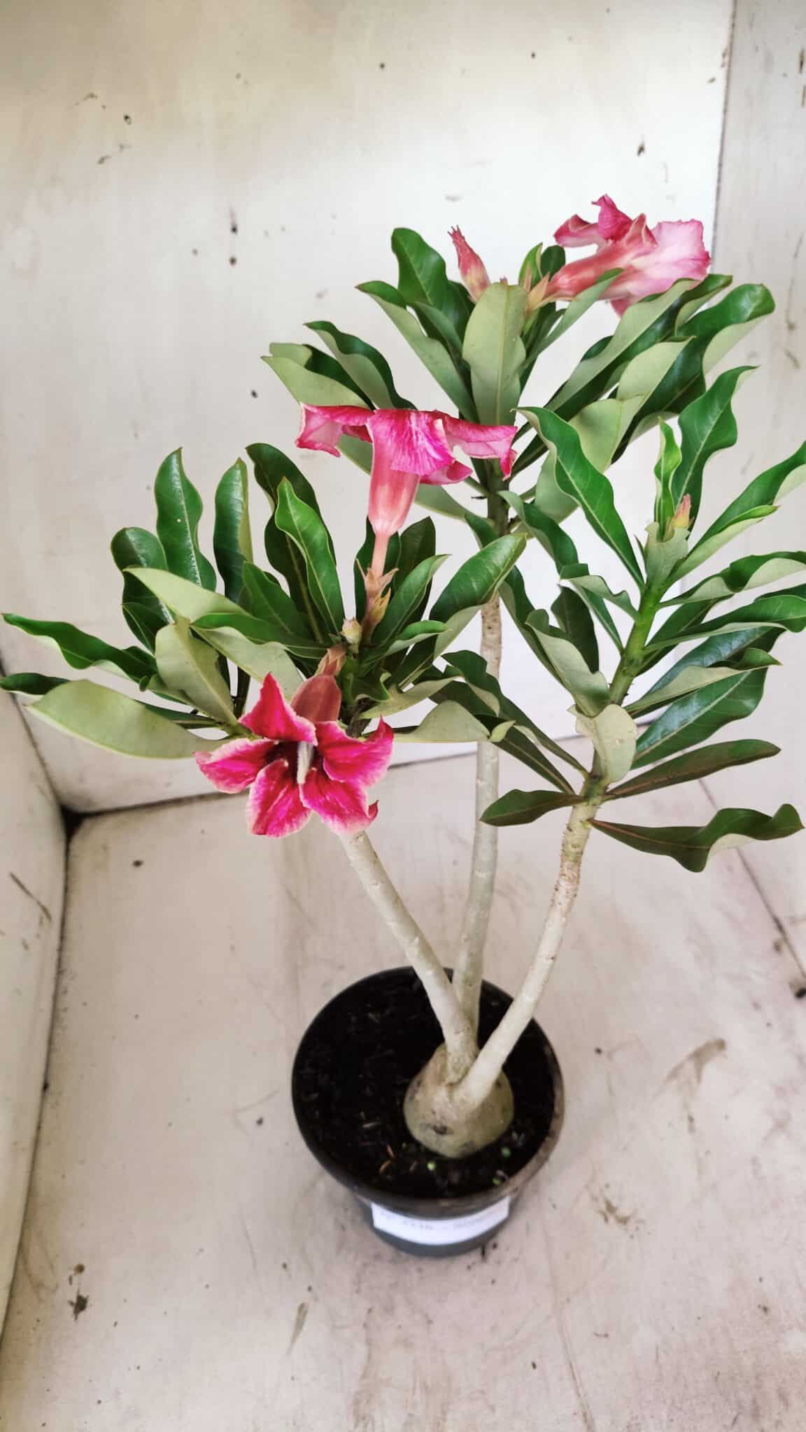 Planta Simples 2736 – 35cm – 03 anos