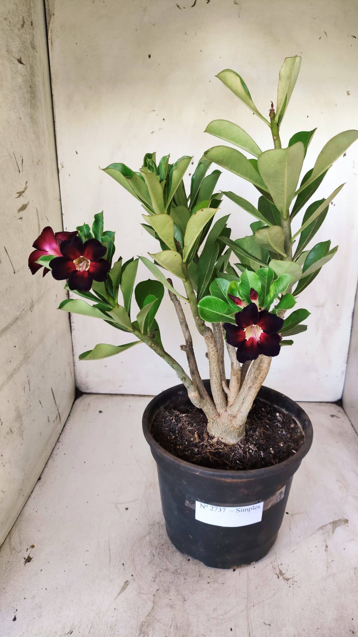 Planta Simples 2737 – 40cm – 03 anos