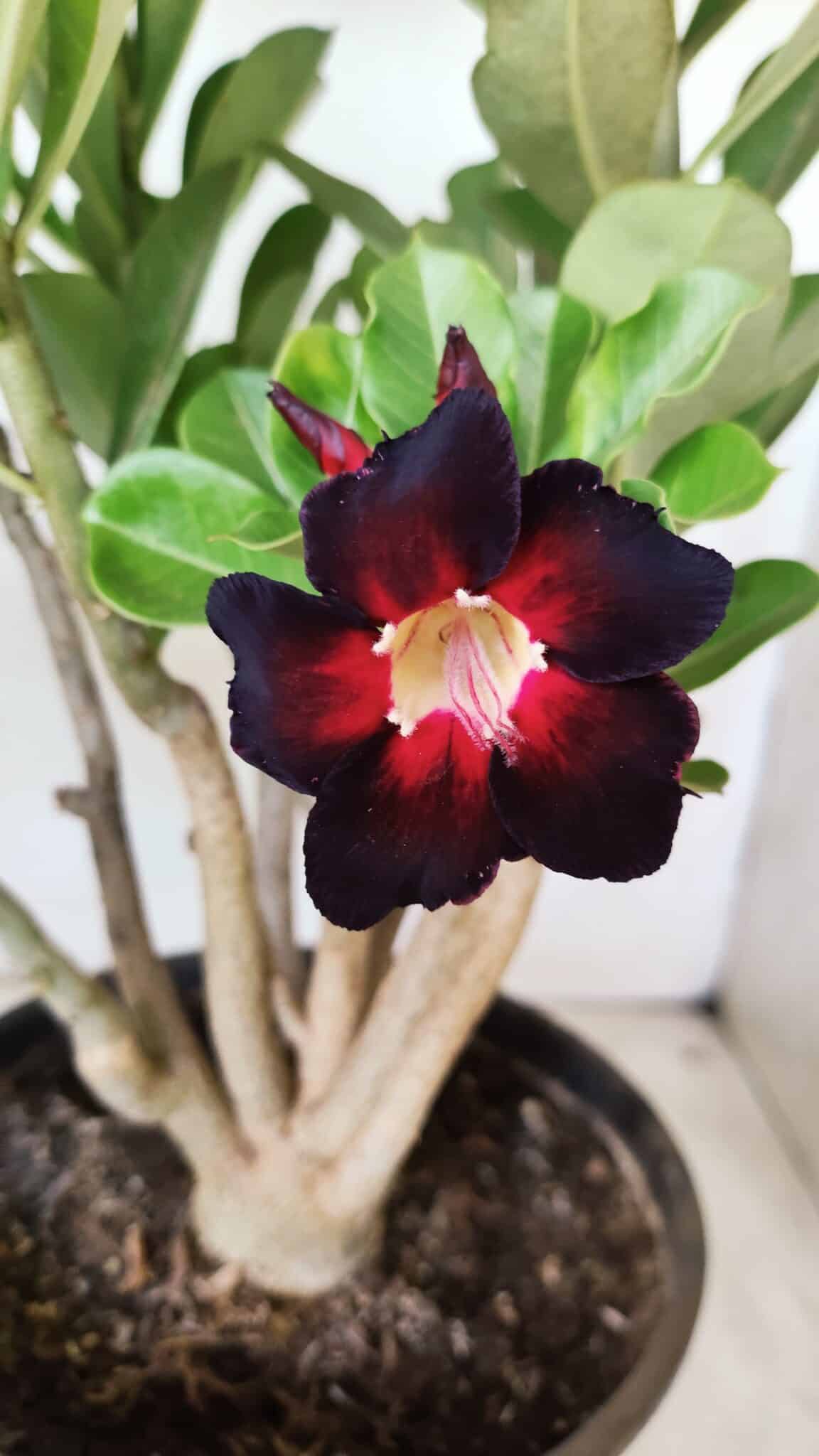 Planta Simples 2737 – 40cm – 03 anos