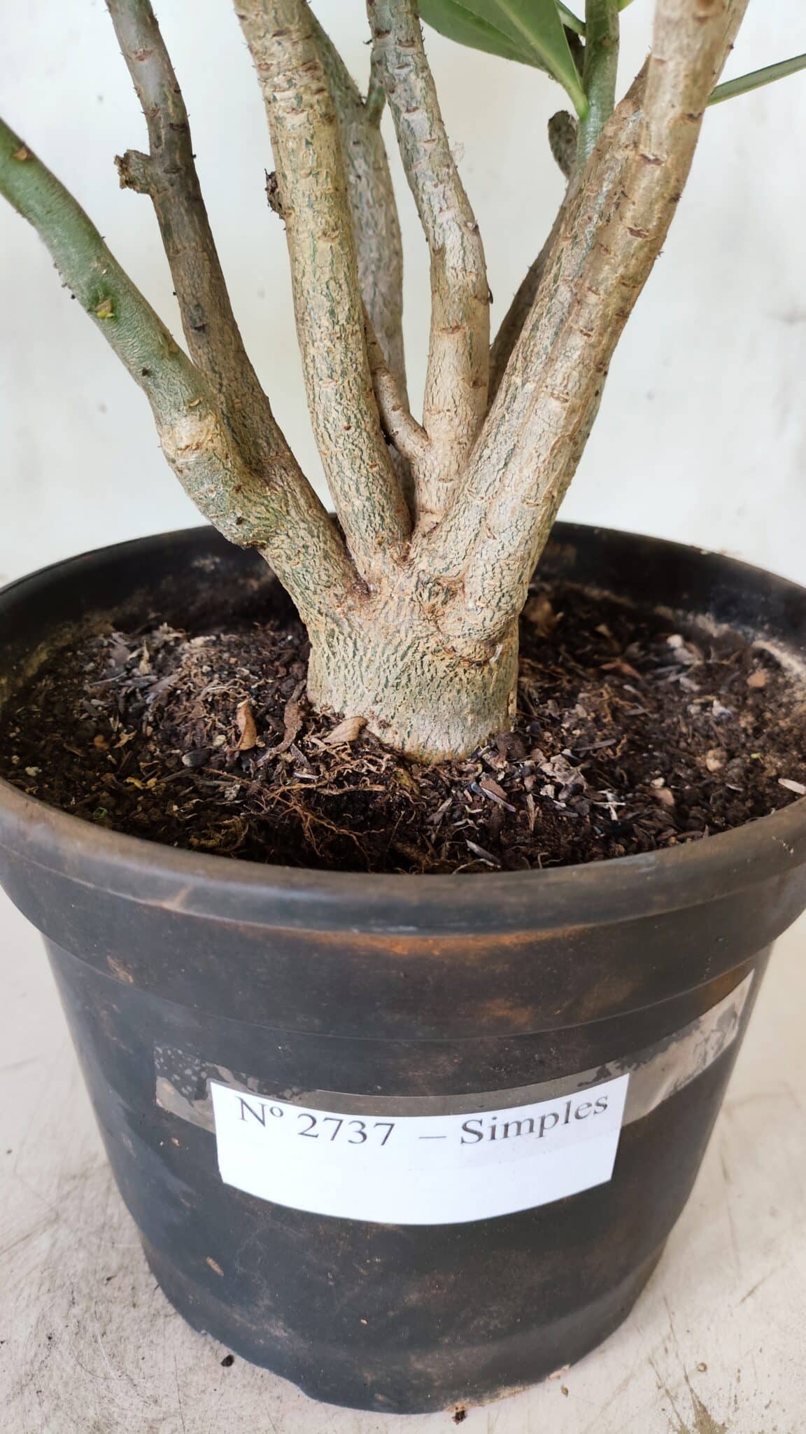 Planta Simples 2737 – 40cm – 03 anos