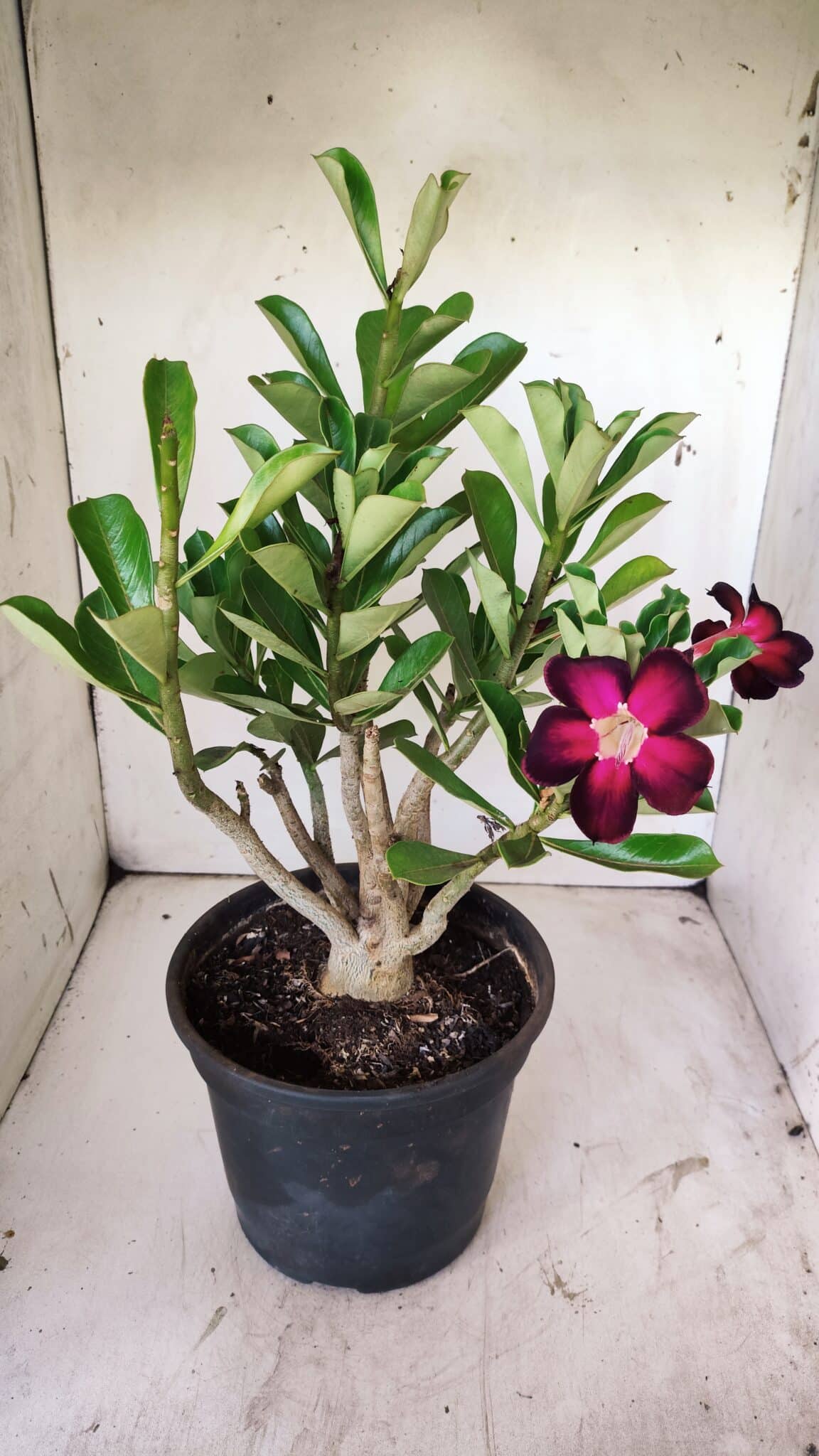 Planta Simples 2737 – 40cm – 03 anos