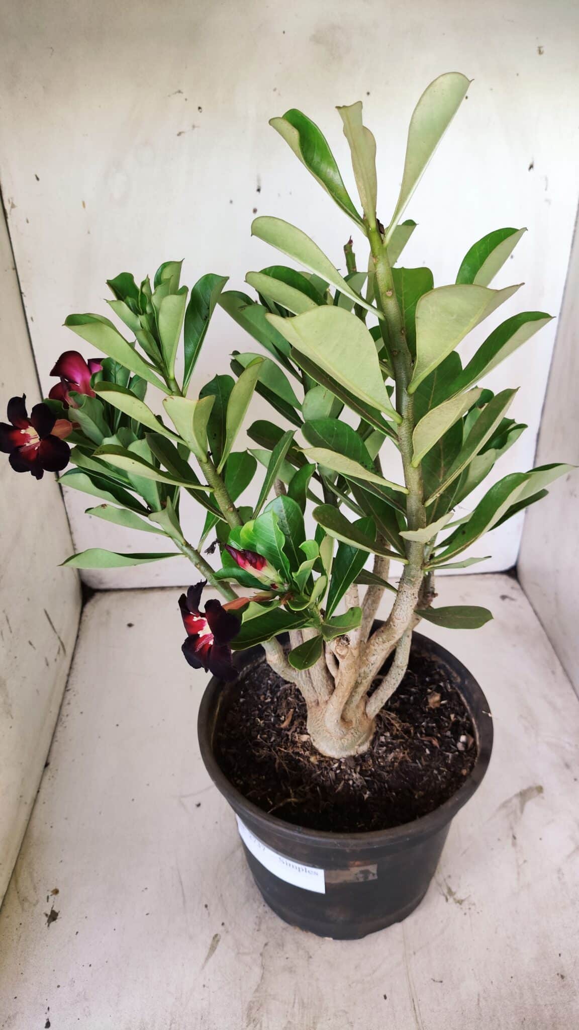 Planta Simples 2737 – 40cm – 03 anos