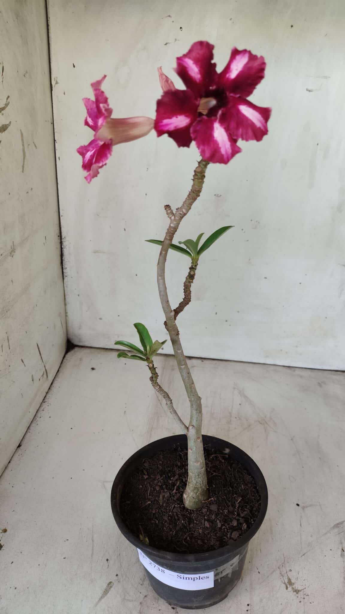 Planta Simples 2738 – 30cm – 02 anos