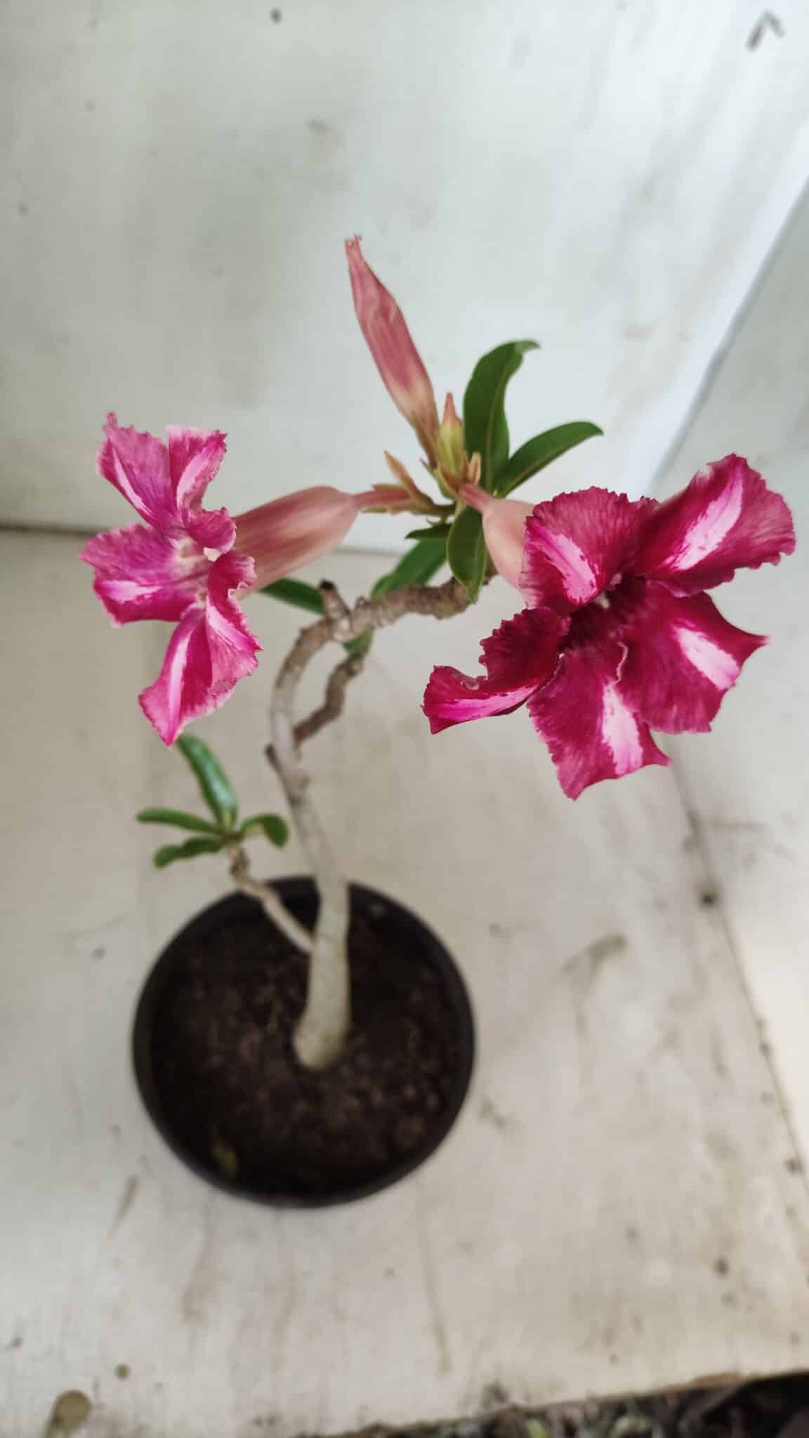 Planta Simples 2738 – 30cm – 02 anos