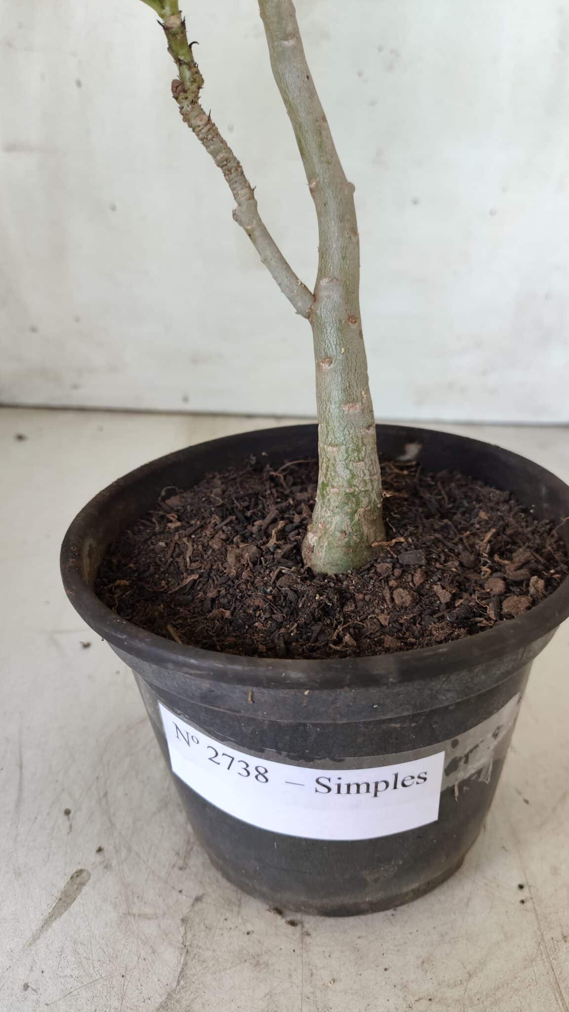 Planta Simples 2738 – 30cm – 02 anos