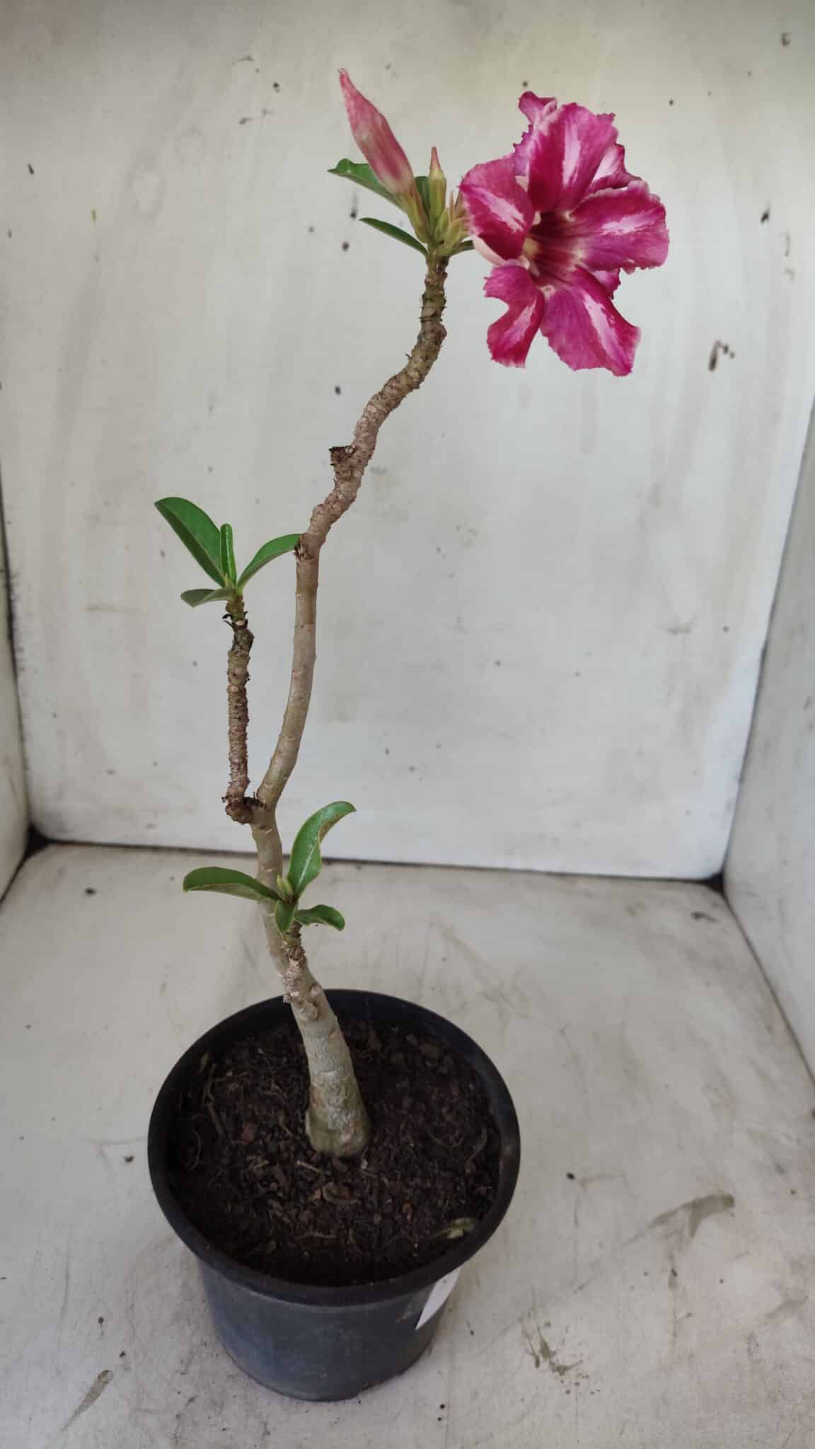 Planta Simples 2738 – 30cm – 02 anos