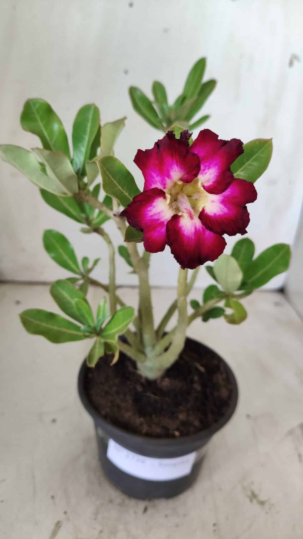 Planta Simples 2739 – 30cm – 02 anos