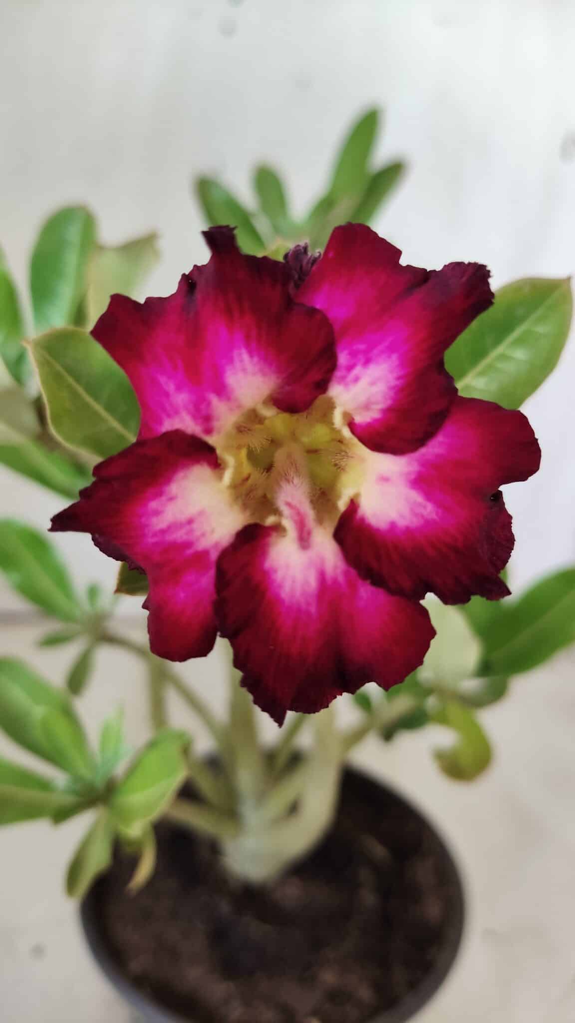 Planta Simples 2739 – 30cm – 02 anos