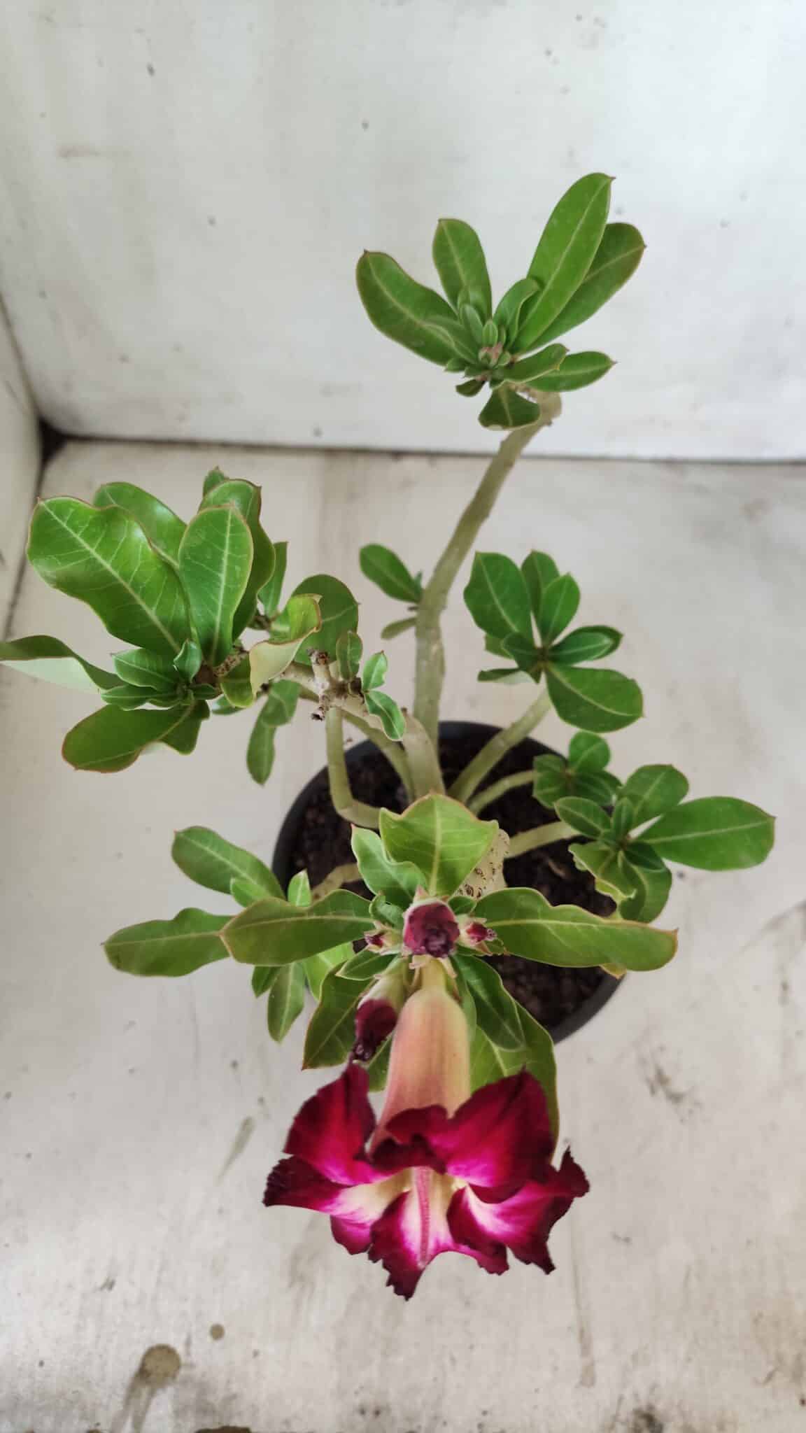 Planta Simples 2739 – 30cm – 02 anos