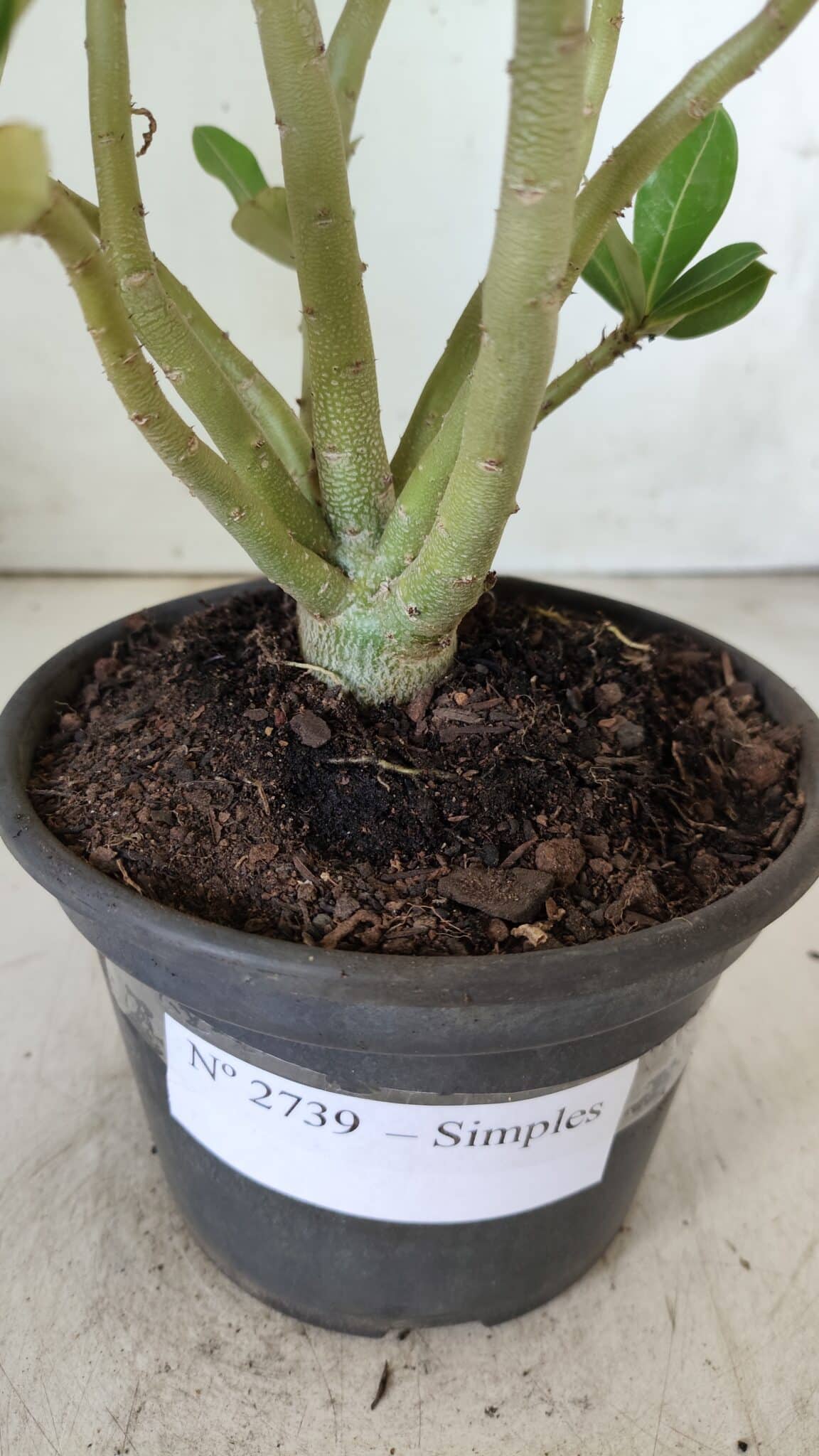 Planta Simples 2739 – 30cm – 02 anos