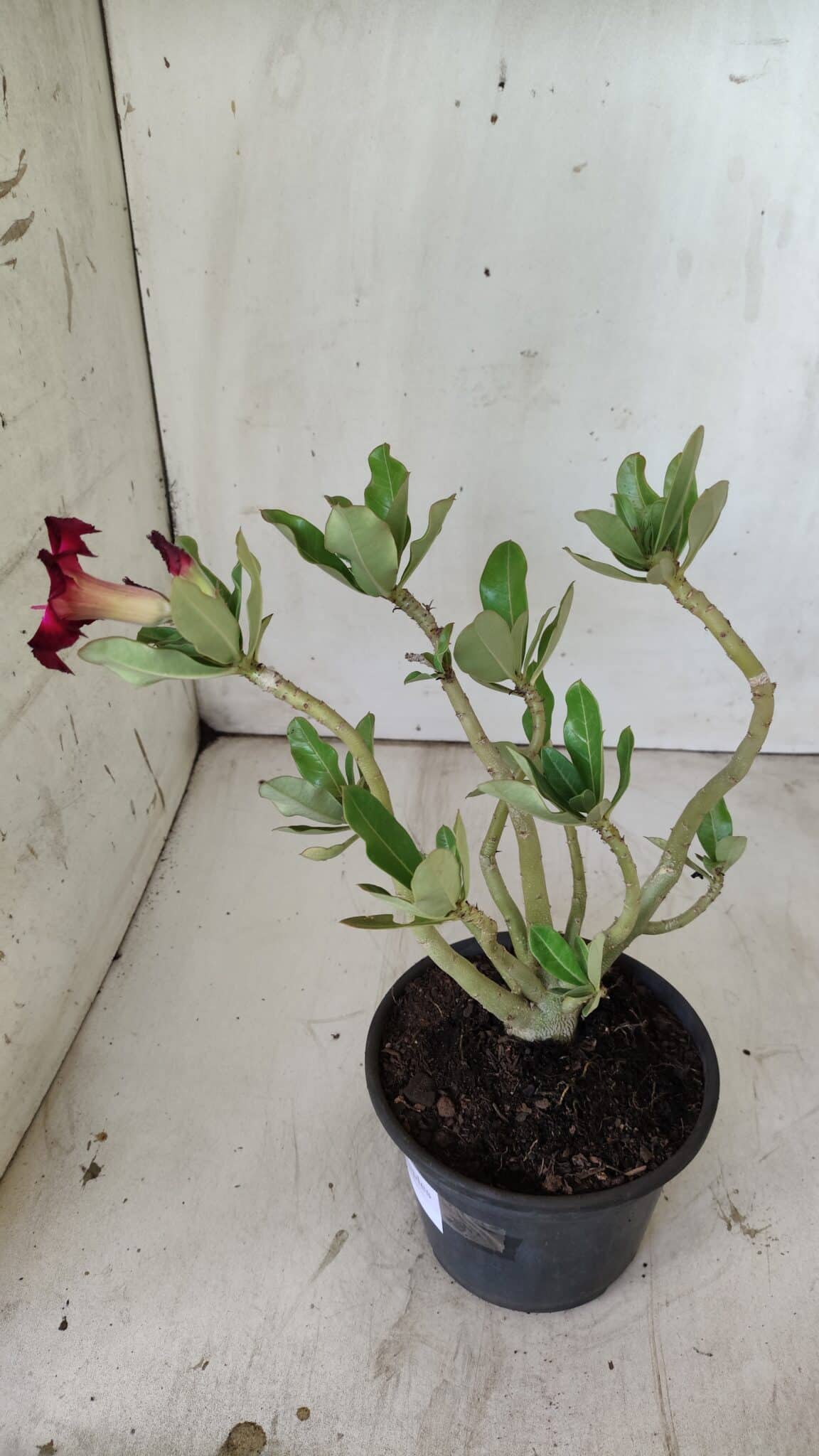 Planta Simples 2739 – 30cm – 02 anos