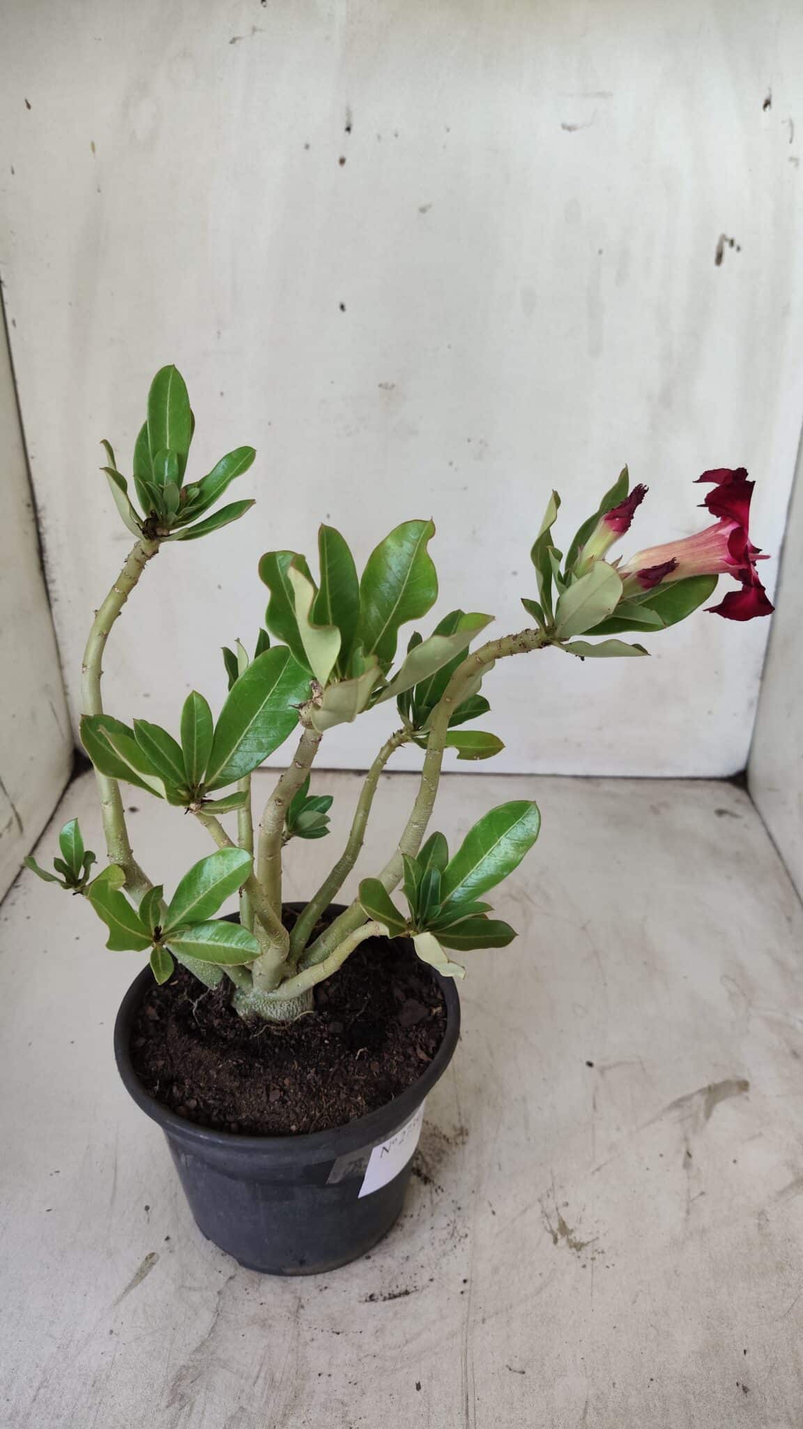 Planta Simples 2739 – 30cm – 02 anos