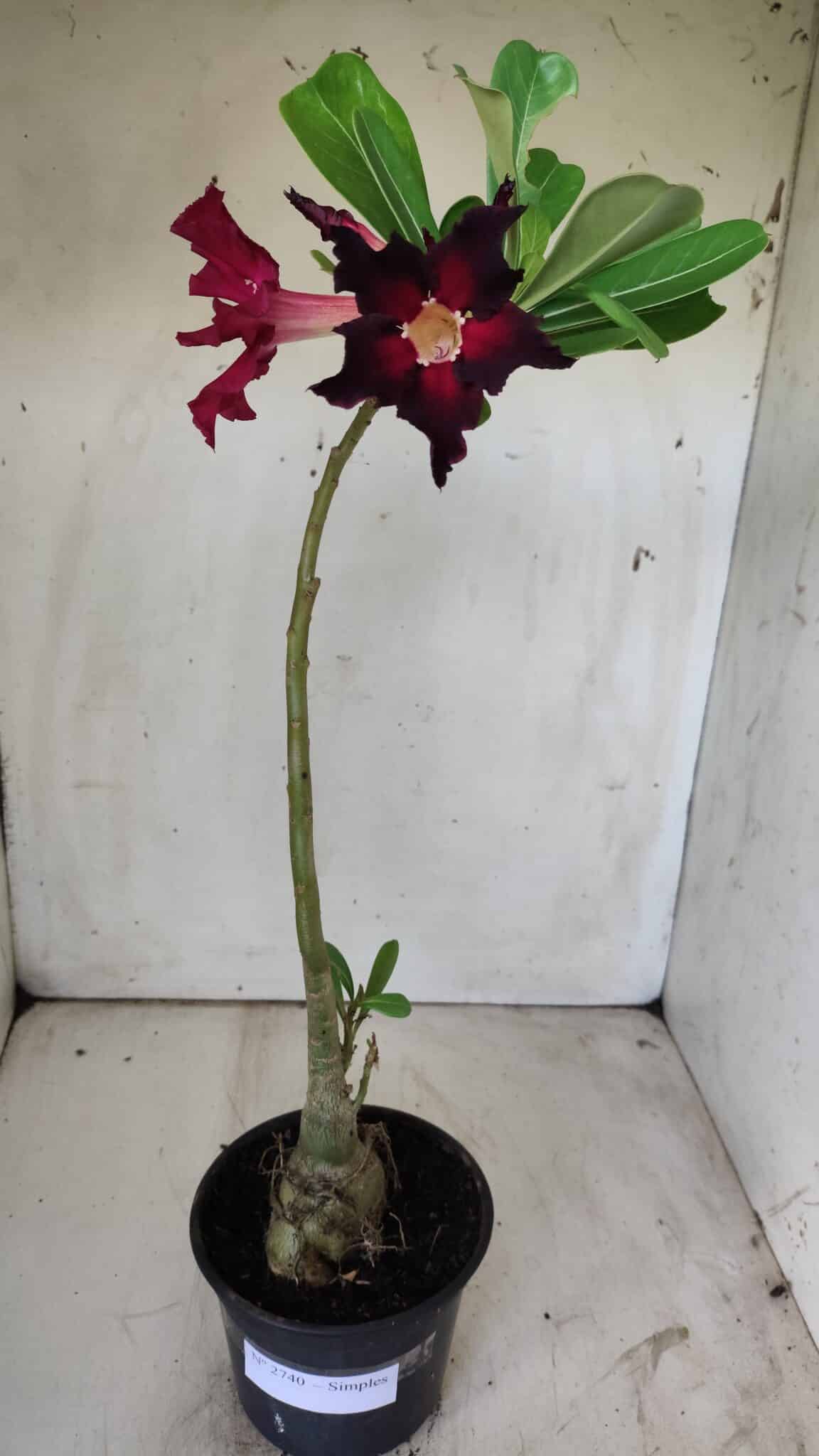 Planta Simples 2740 – 40cm – 03 anos