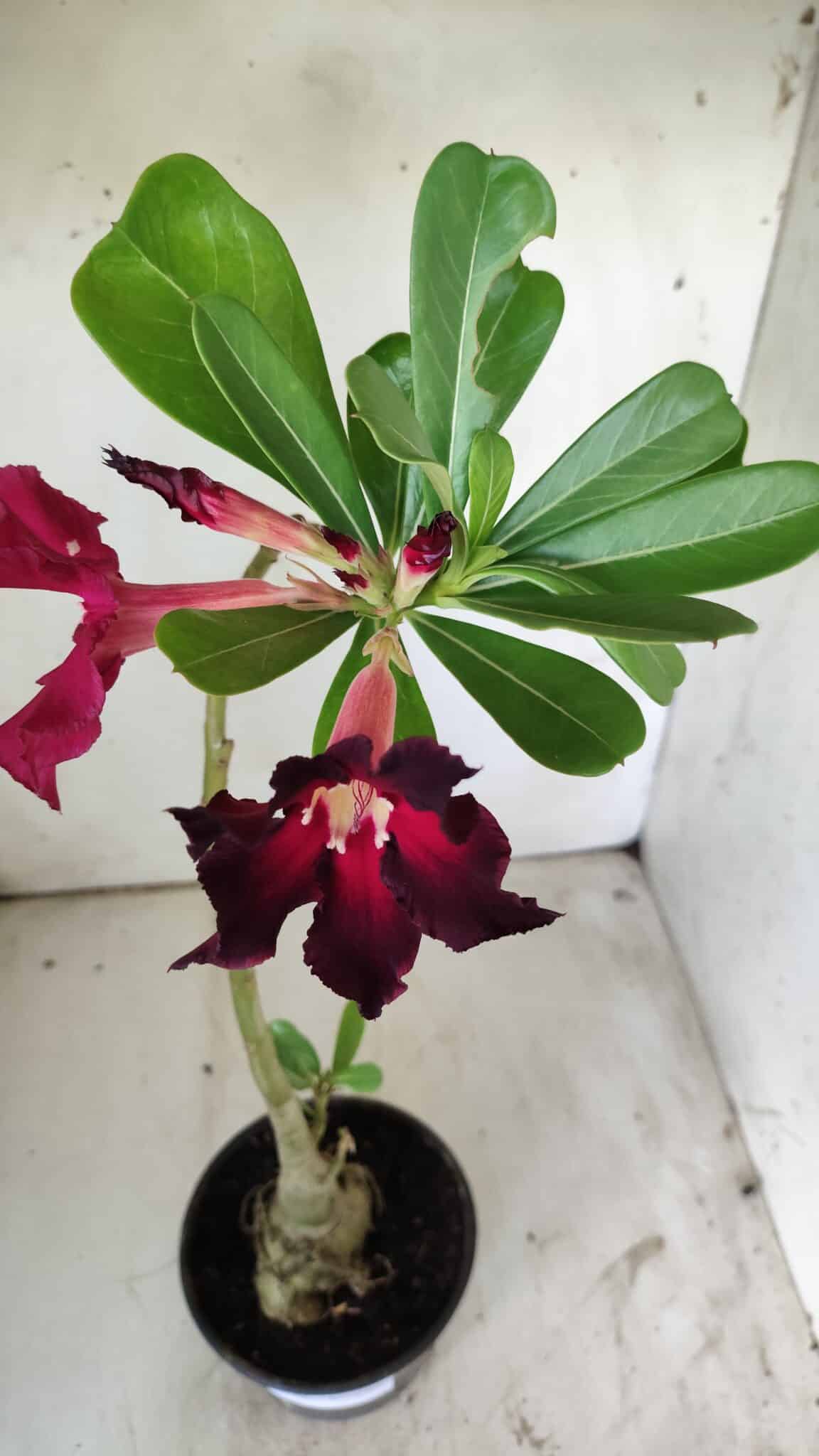 Planta Simples 2740 – 40cm – 03 anos