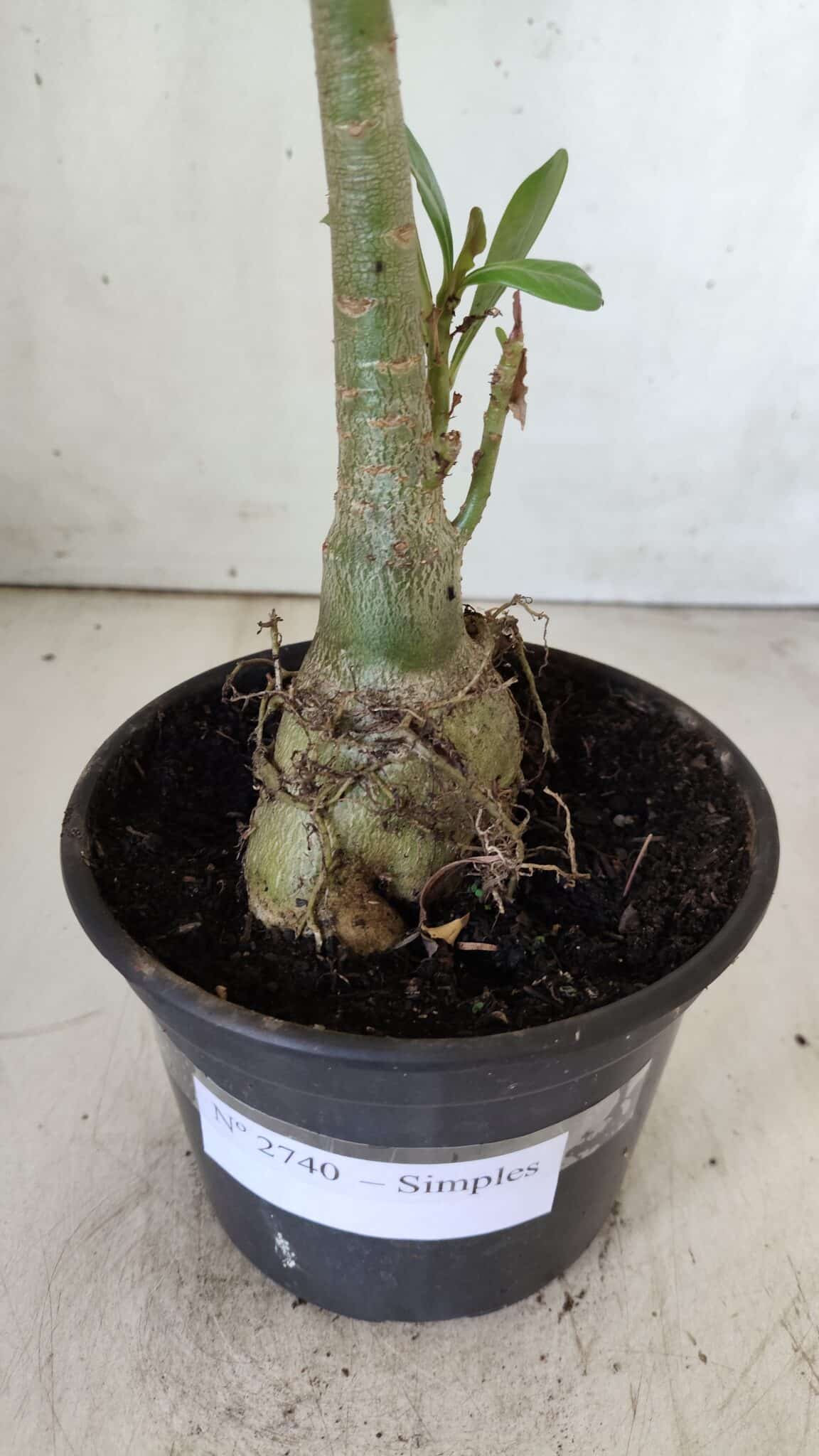 Planta Simples 2740 – 40cm – 03 anos