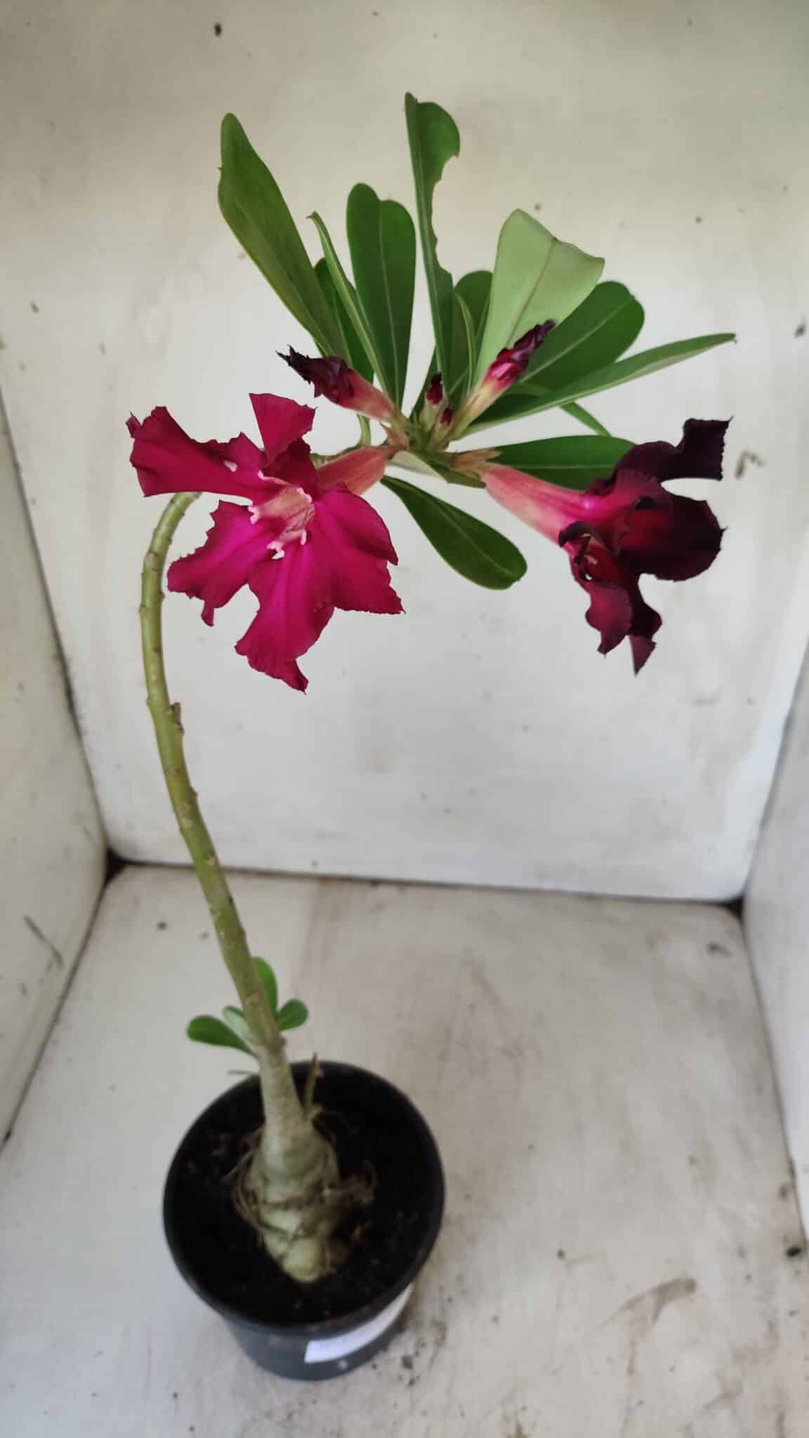Planta Simples 2740 – 40cm – 03 anos