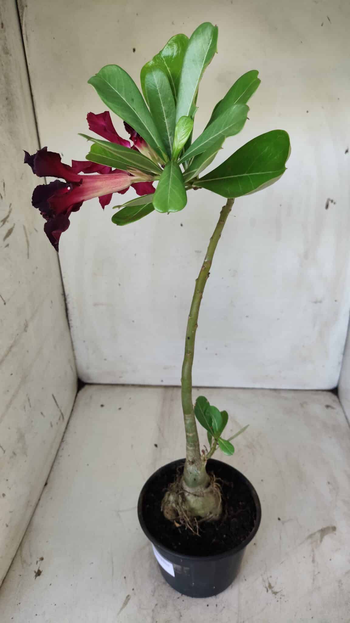 Planta Simples 2740 – 40cm – 03 anos