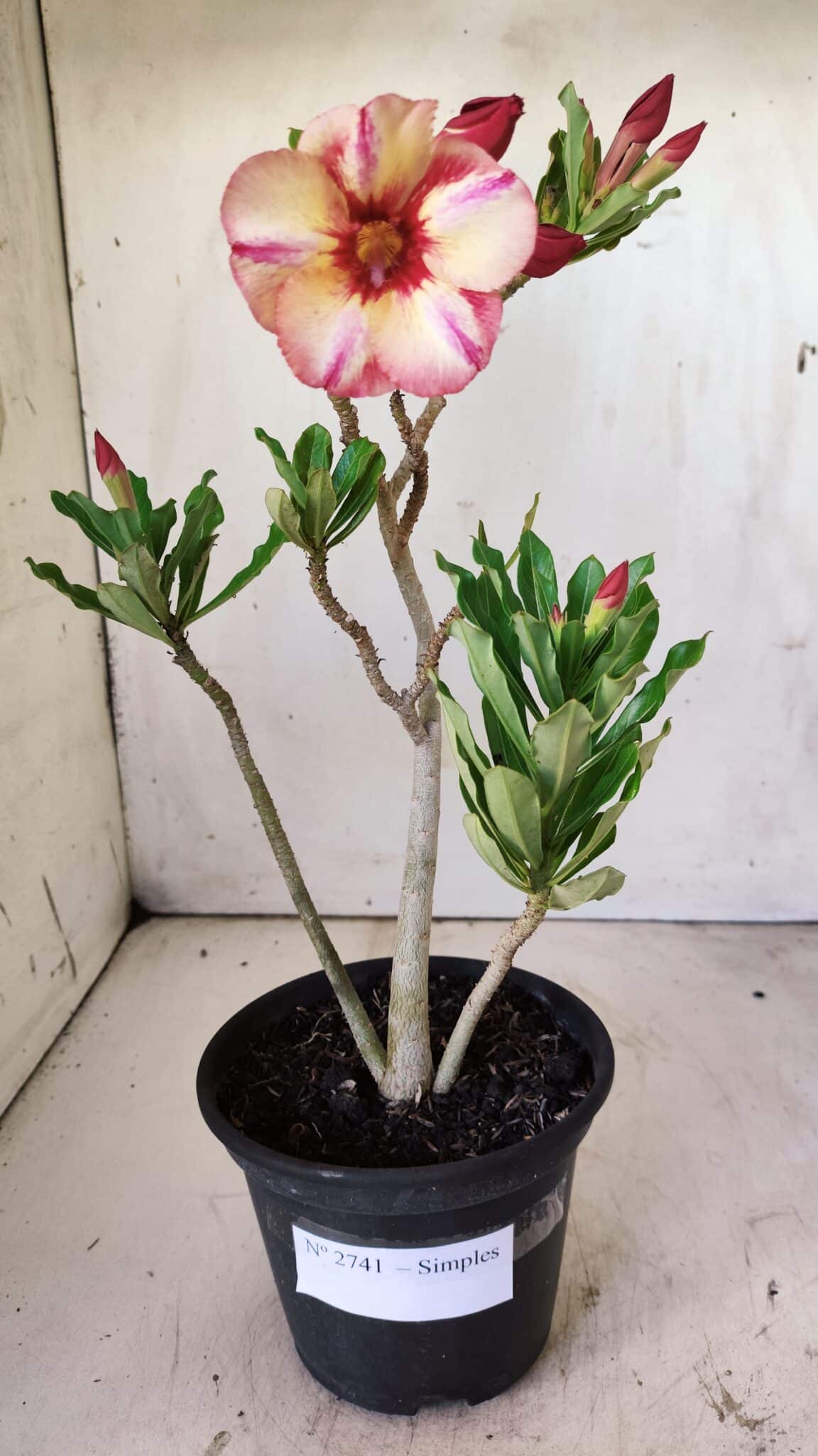Planta Simples 2741 – 30cm – 02 anos